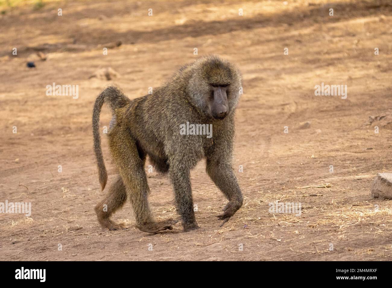 Babbuino di olive (Papio anubis). Fotografato nella zona di conservazione di Ngorongoro, Tanzania Foto Stock