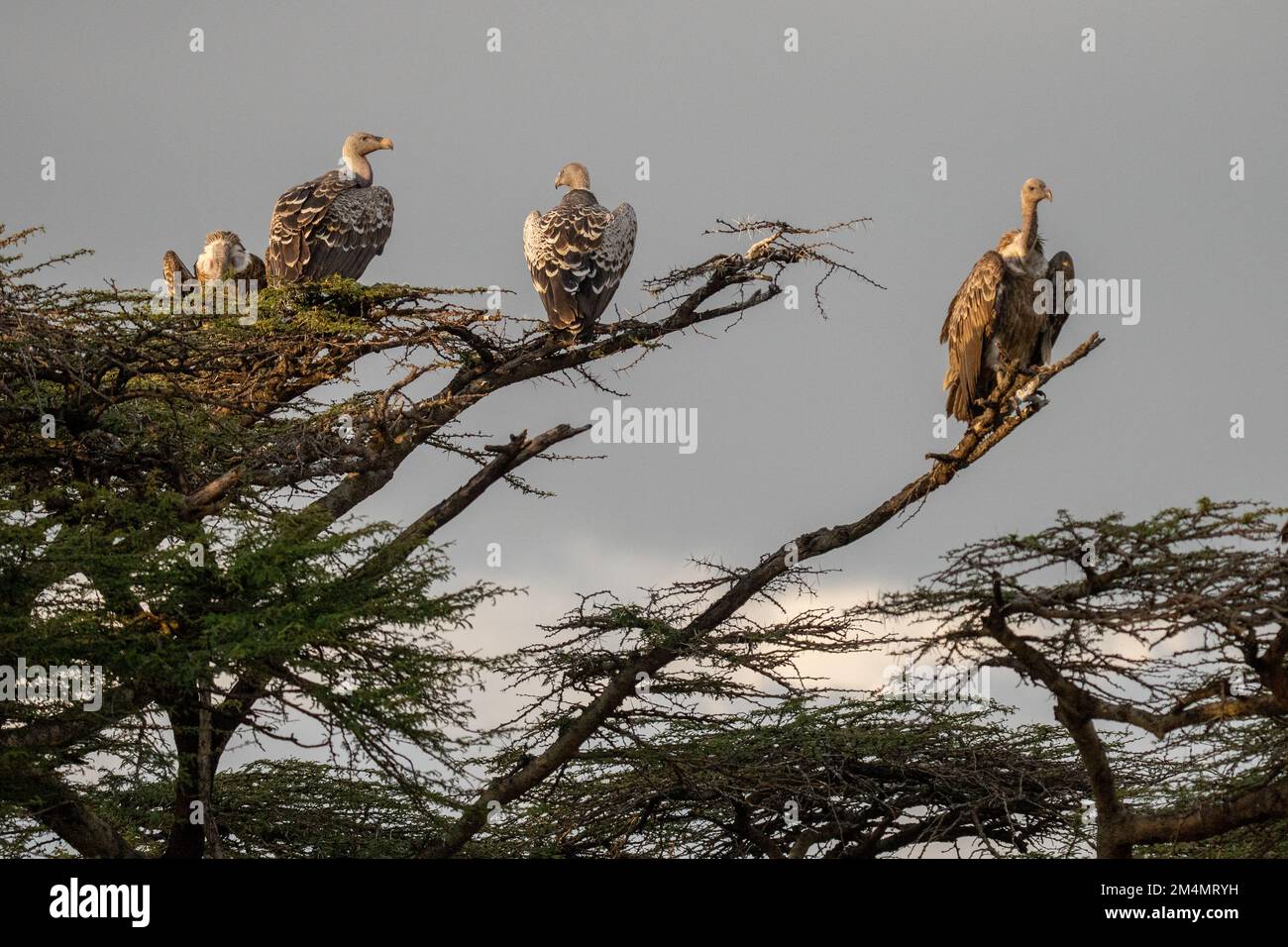 Il avvoltoio di Ruppell (Gyps rueppellii) su una cima di un albero. Questo grande avvoltoio, noto anche come Griffon di Rudell, abita parti aride e semi-aride di Afr centrale Foto Stock