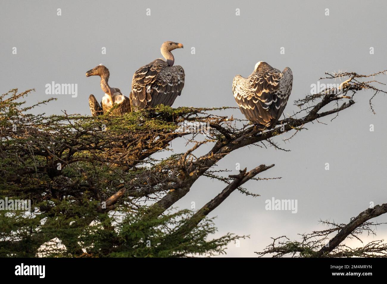 Il avvoltoio di Ruppell (Gyps rueppellii) su una cima di un albero. Questo grande avvoltoio, noto anche come Griffon di Rudell, abita parti aride e semi-aride di Afr centrale Foto Stock