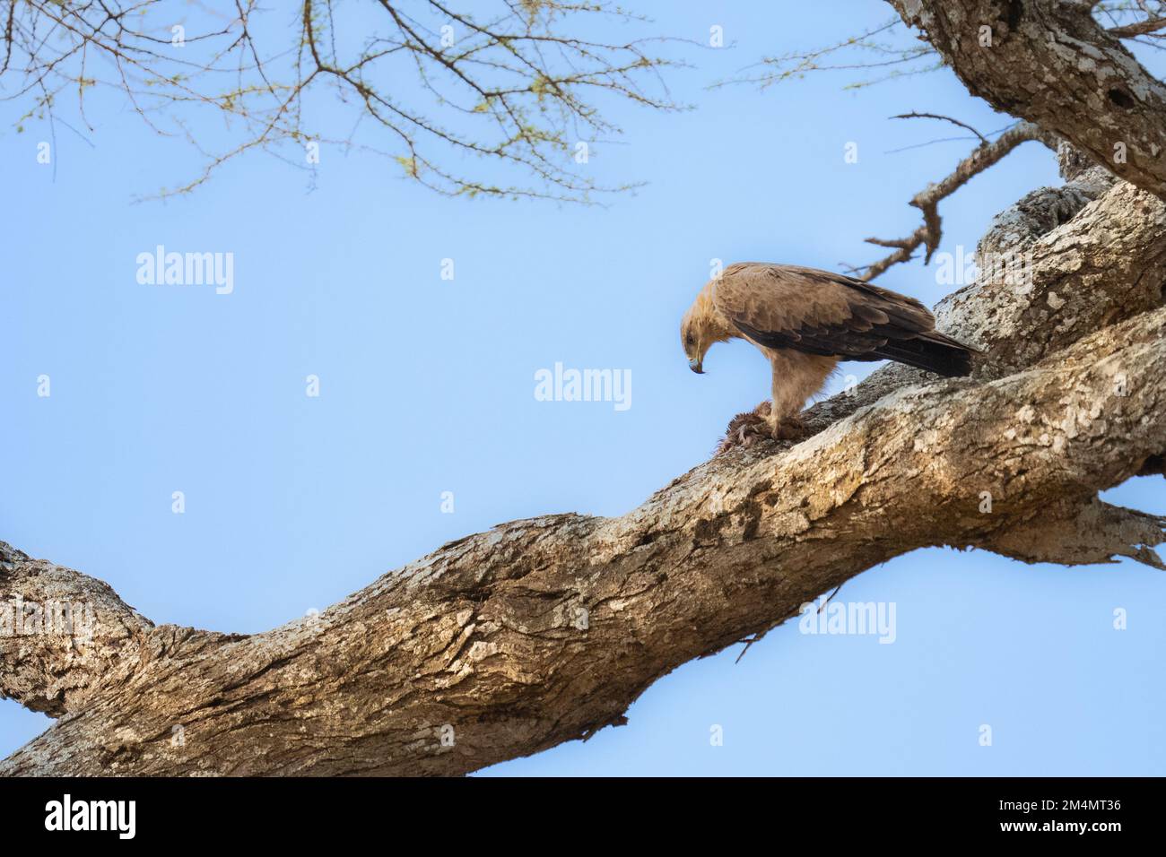 Aquila Tawny (Aquila rapax). Su una cima di un albero fotografata in Tanzania Foto Stock