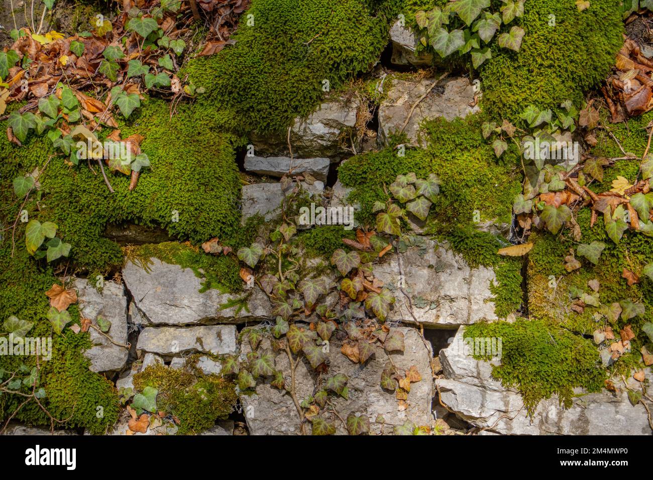 Vecchio muro di pietra naturale coperto di muschio verde e edera per sfondo naturale Foto Stock