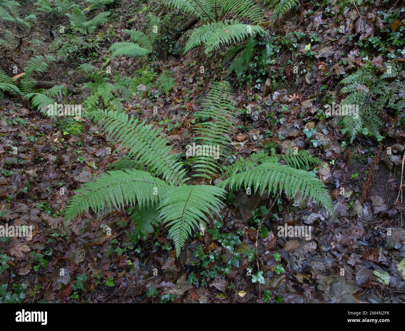 Felce maschio sul pavimento del bosco con un tappeto di foglie marroni Foto Stock