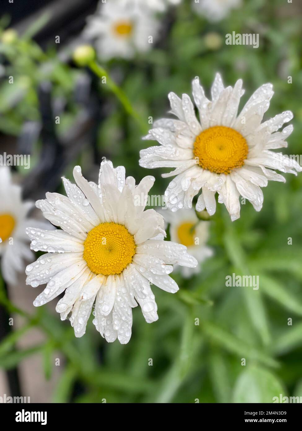Un primo piano verticale di fiori bianchi di margherita che crescono in arbusti verdi Foto Stock