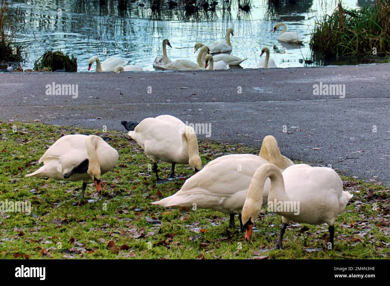 Glasgow, Scozia, Regno Unito 22nd dicembre 2022. In cima al focolaio di influenza aviaria a Hogganfield Loch, precedentemente documentato, la grande e concentrata popolazione di uccelli presso lo stagno nel parco di Knightswood ha visto un focolaio con avvisi inchiodati agli alberi. Il conseguente avvertimento ai proprietari e ai loro cani circa la contaminazione incrociata da nutrirli significa che gli animali sono affamati e foraggiati per bilanciare la carenza . Credit Gerard Ferry/Alamy Live News Foto Stock