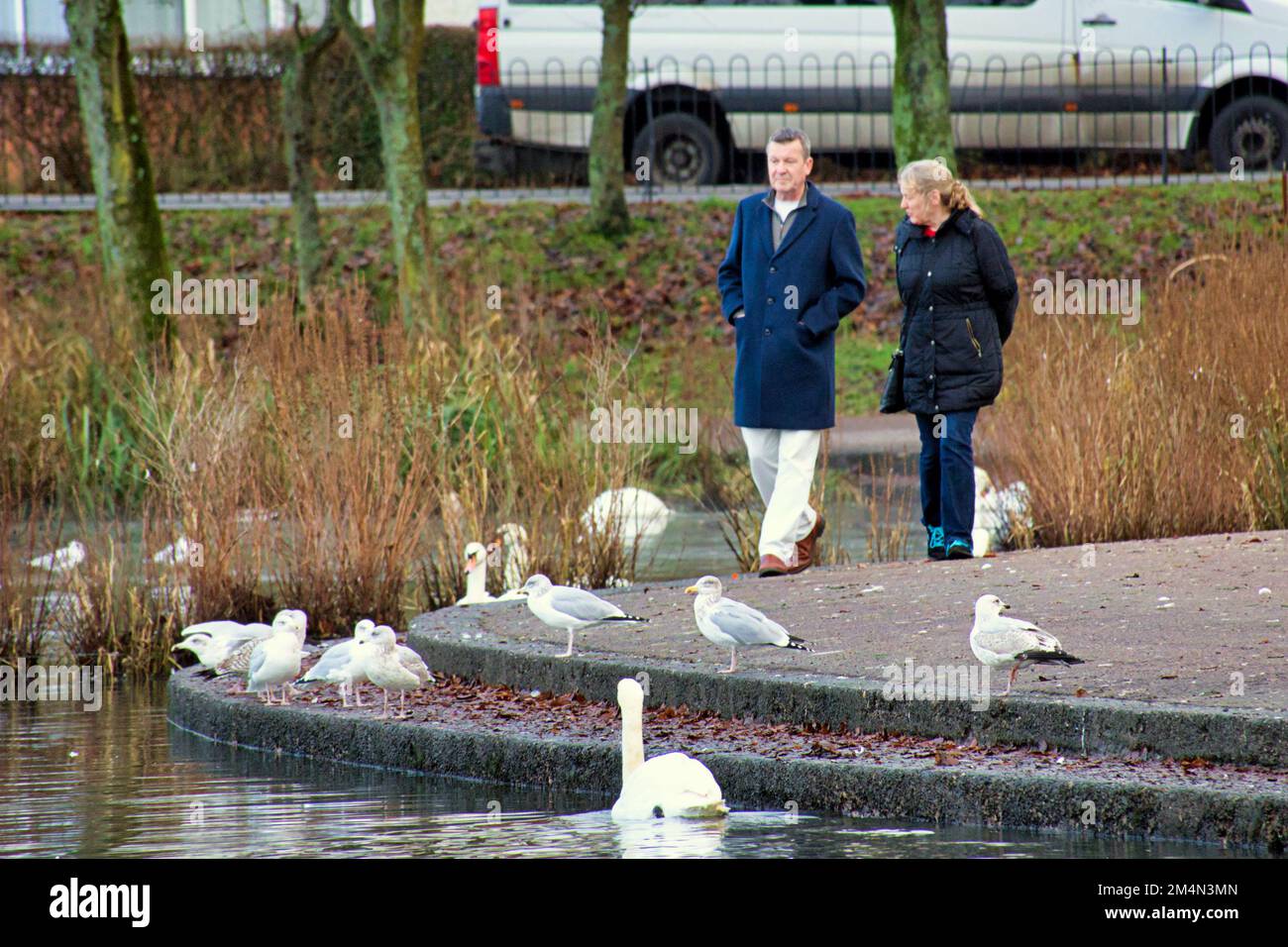 Glasgow, Scozia, Regno Unito 22nd dicembre 2022. In cima al focolaio di influenza aviaria a Hogganfield Loch, precedentemente documentato, la grande e concentrata popolazione di uccelli presso lo stagno nel parco di Knightswood ha visto un focolaio con avvisi inchiodati agli alberi. Il conseguente avvertimento ai proprietari e ai loro cani circa la contaminazione incrociata da nutrirli significa che gli animali sono affamati e foraggiati per bilanciare la carenza . Credit Gerard Ferry/Alamy Live News Foto Stock