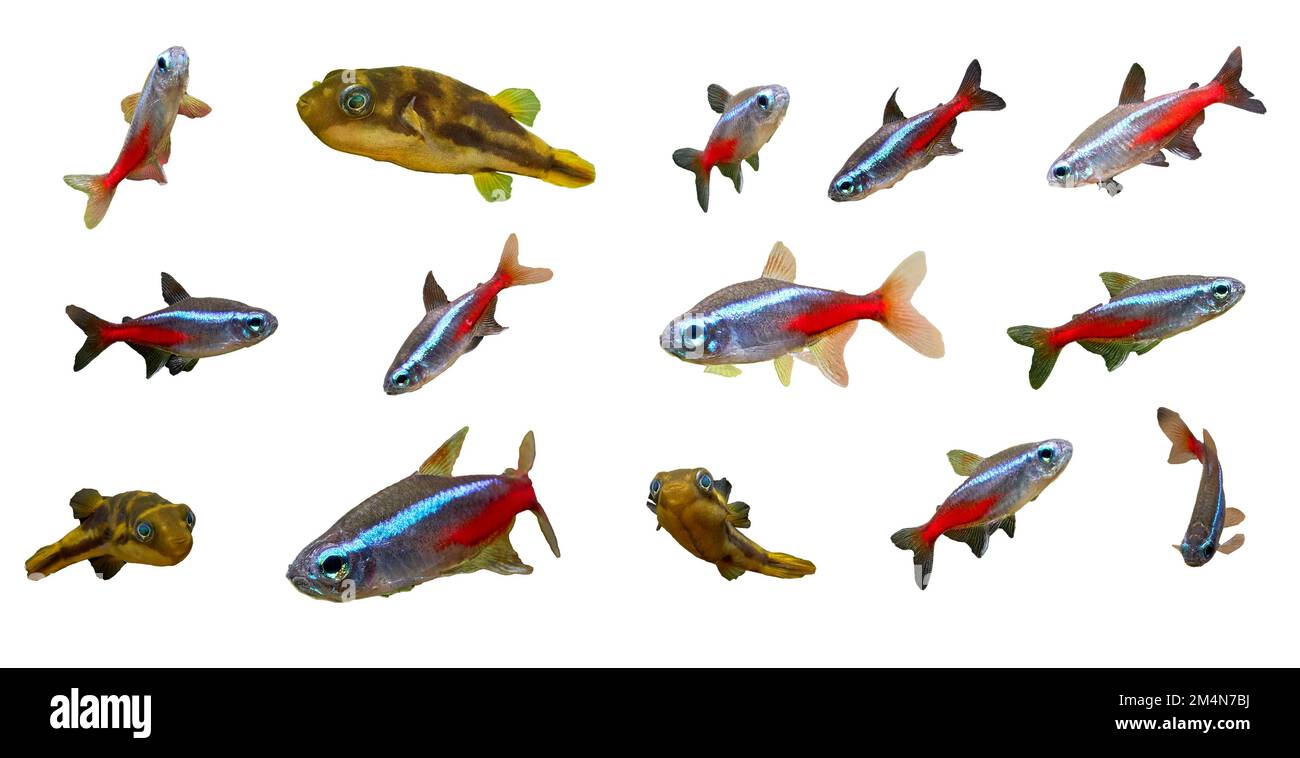 Pesci al neon e puffer isolati su sfondo bianco Foto Stock