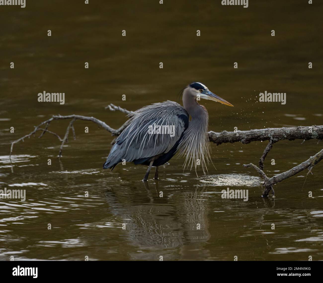 Un grande airone blu con piume specializzate sul petto, in piedi in acqua bassa in uno stagno, con un ramo di albero sullo sfondo Foto Stock