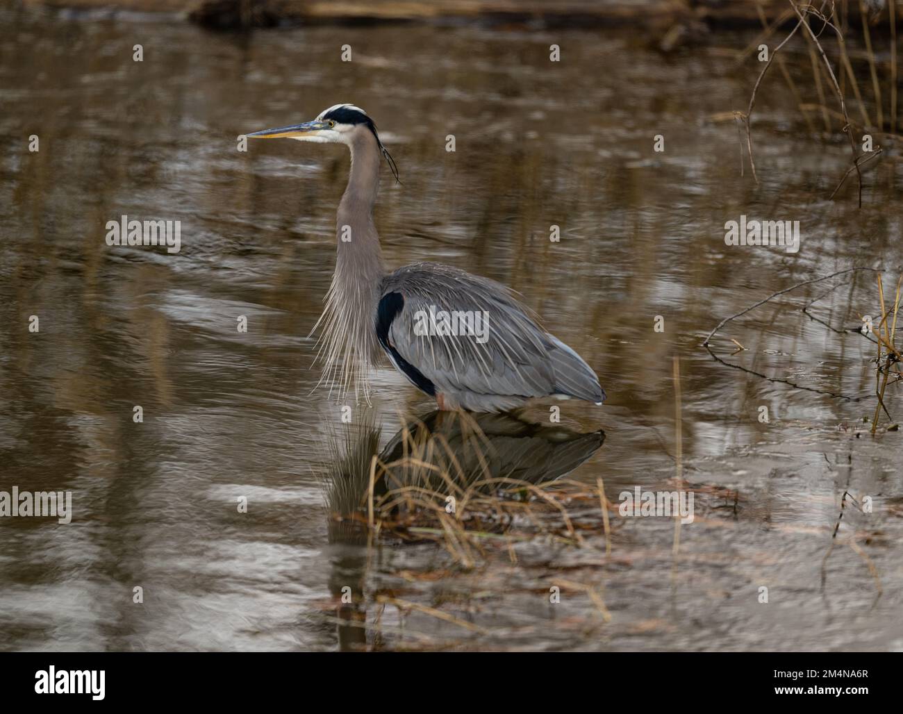 Un grande airone blu con piume specializzate sul petto, in piedi in acqua bassa in uno stagno Foto Stock