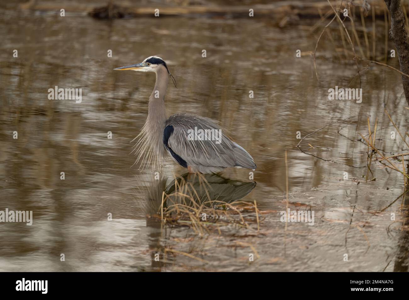 Un grande airone blu con piume specializzate sul petto, in piedi in acqua bassa in uno stagno Foto Stock