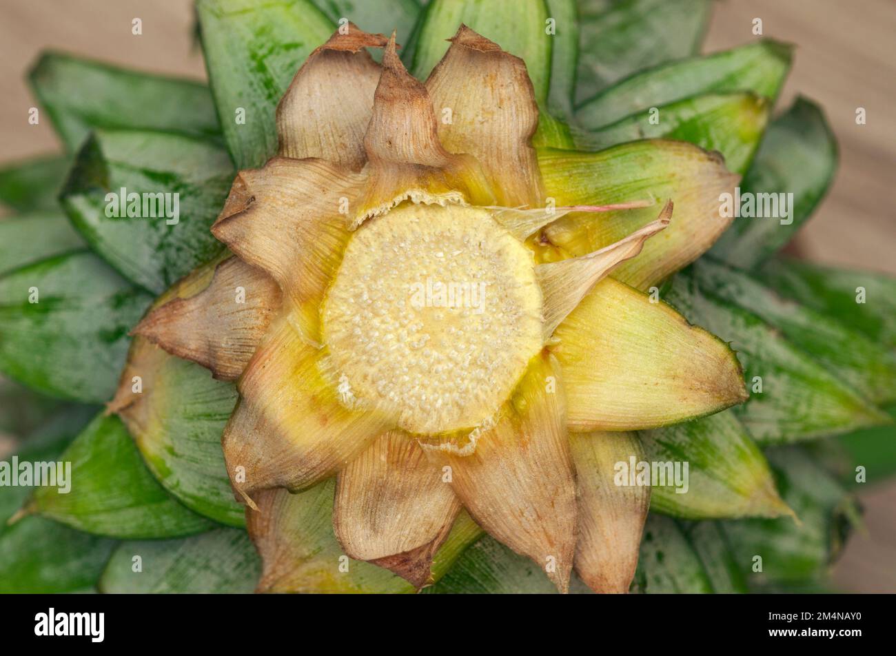 ananas foglia testa Foto Stock
