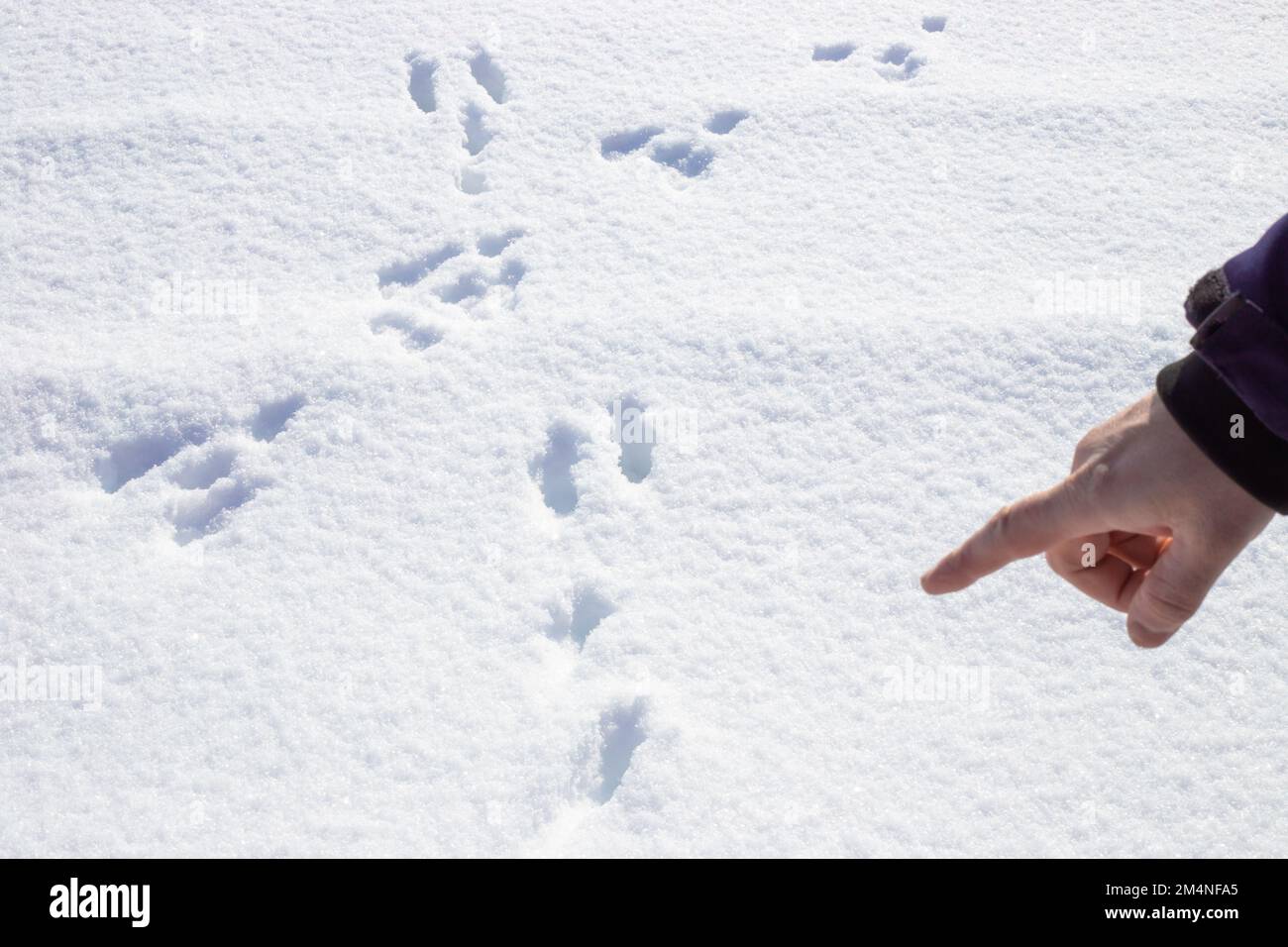 Impronte di lepre nella neve bianca e soffice, evidenziate da una mano dell'uomo. Foto Stock