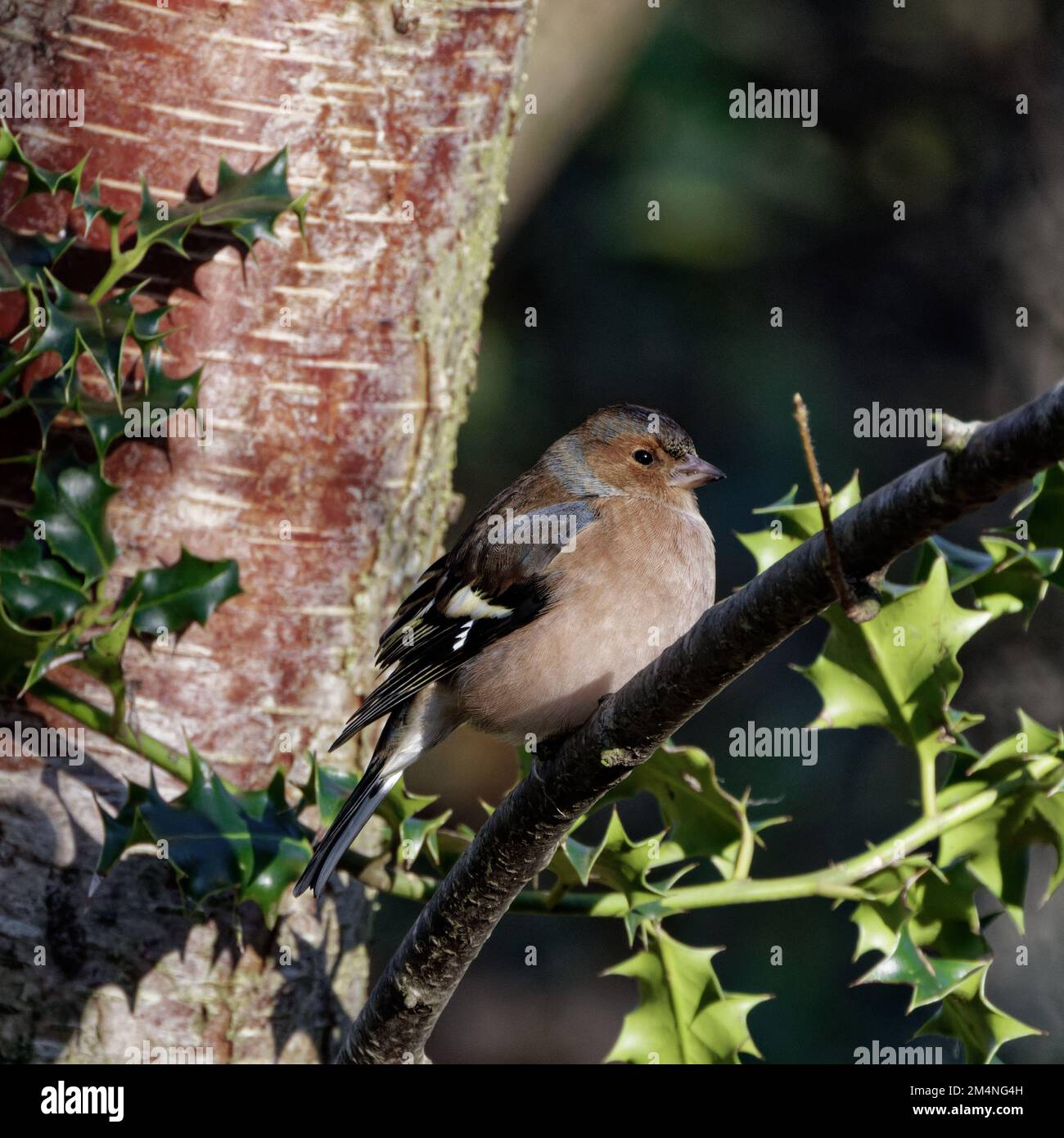 Maschio Chaffinch uccello arroccato su un ramo agrifoglio Foto Stock