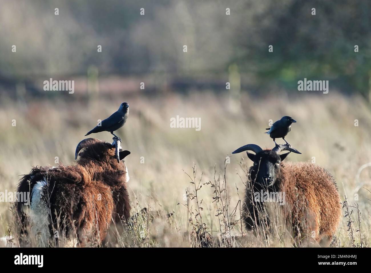 Un primo piano di due pecore soay con corvi neri sulle loro teste che pascolano in campo nella giornata di sole su sfondo sfocato Foto Stock