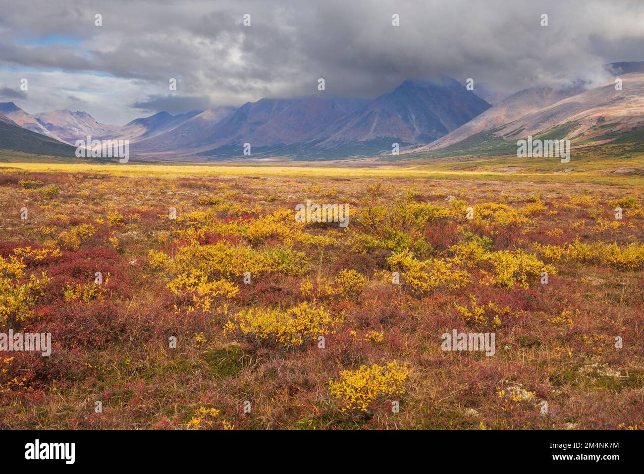 Nord America; Stati Uniti; Alaska; Penisola di Seward; Tundra; Autunno Foto Stock