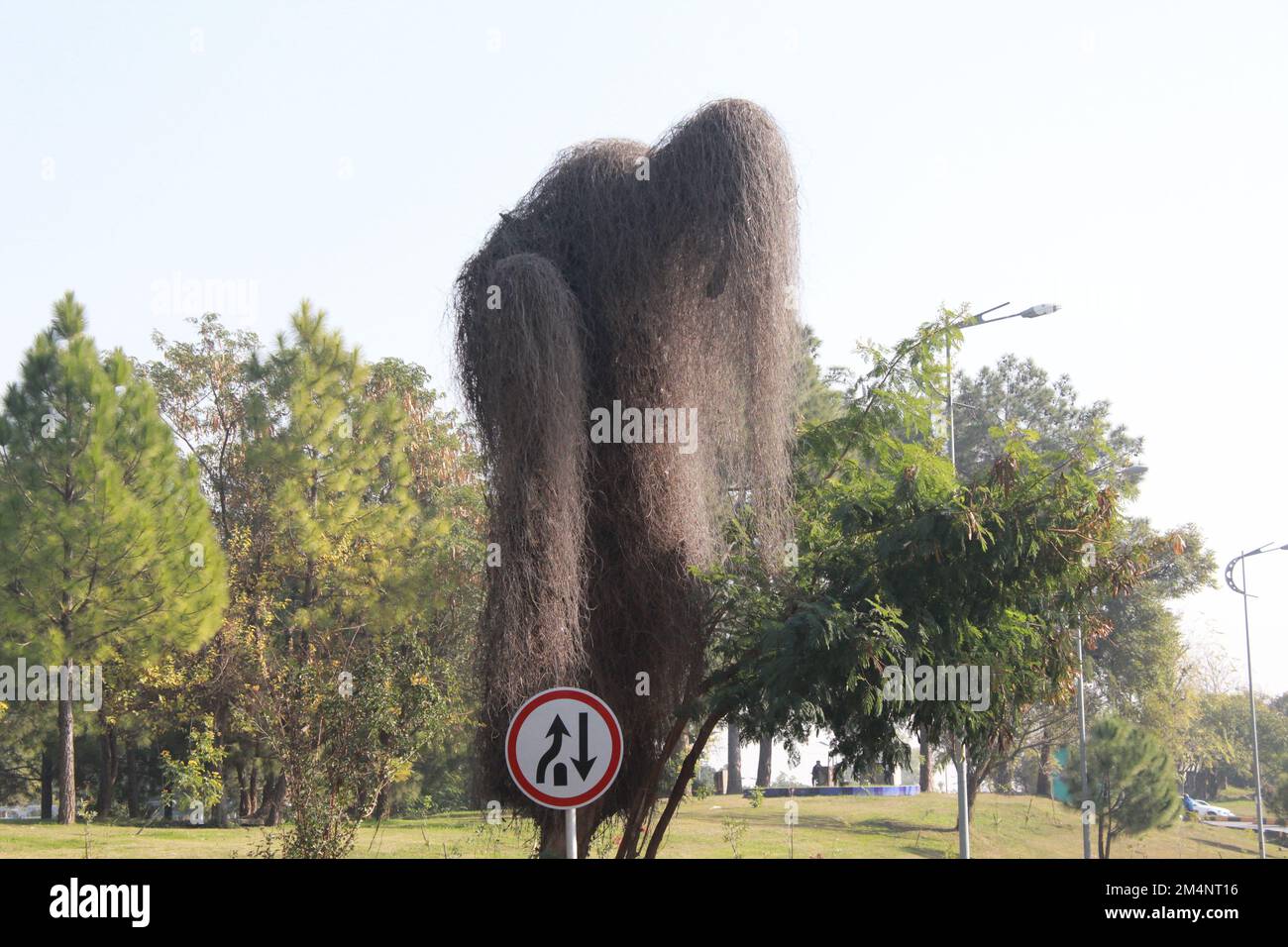 Strada curvy circondata da verde trees.Dry umano forma albero che riposa al bordo della strada in zona di foresta tropicale. Foto Stock