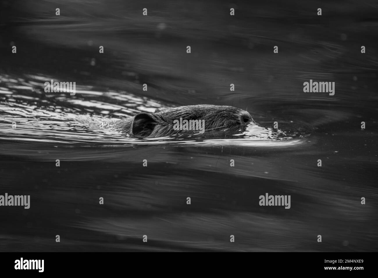 Un selettivo della nutria (Myocastor coypus) nell'acqua Foto Stock