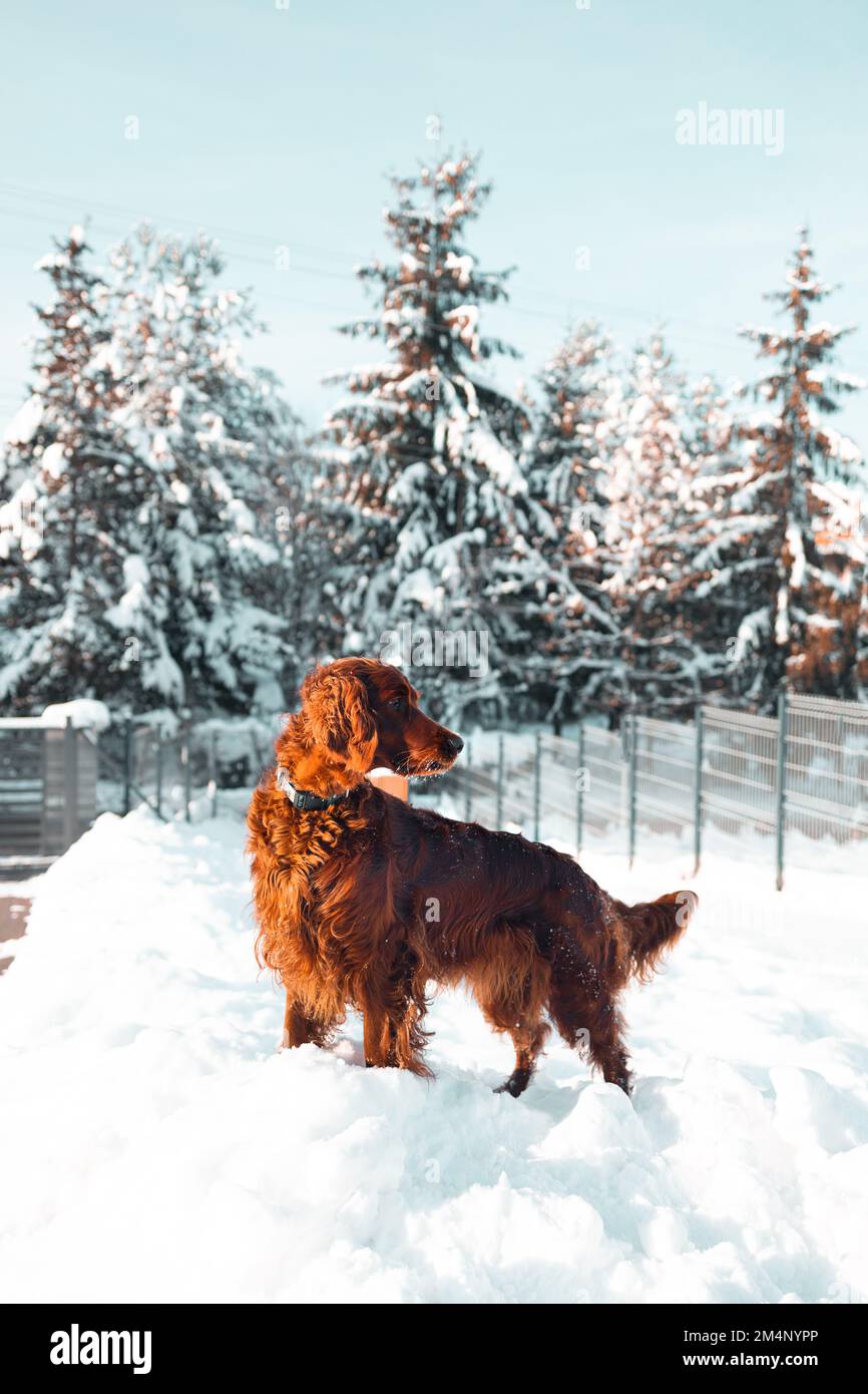 Attivo cane felice Irish Setter giocare nella neve sulla natura vicino alla casa in giornata di sole neve. Amicizia e amore Foto Stock