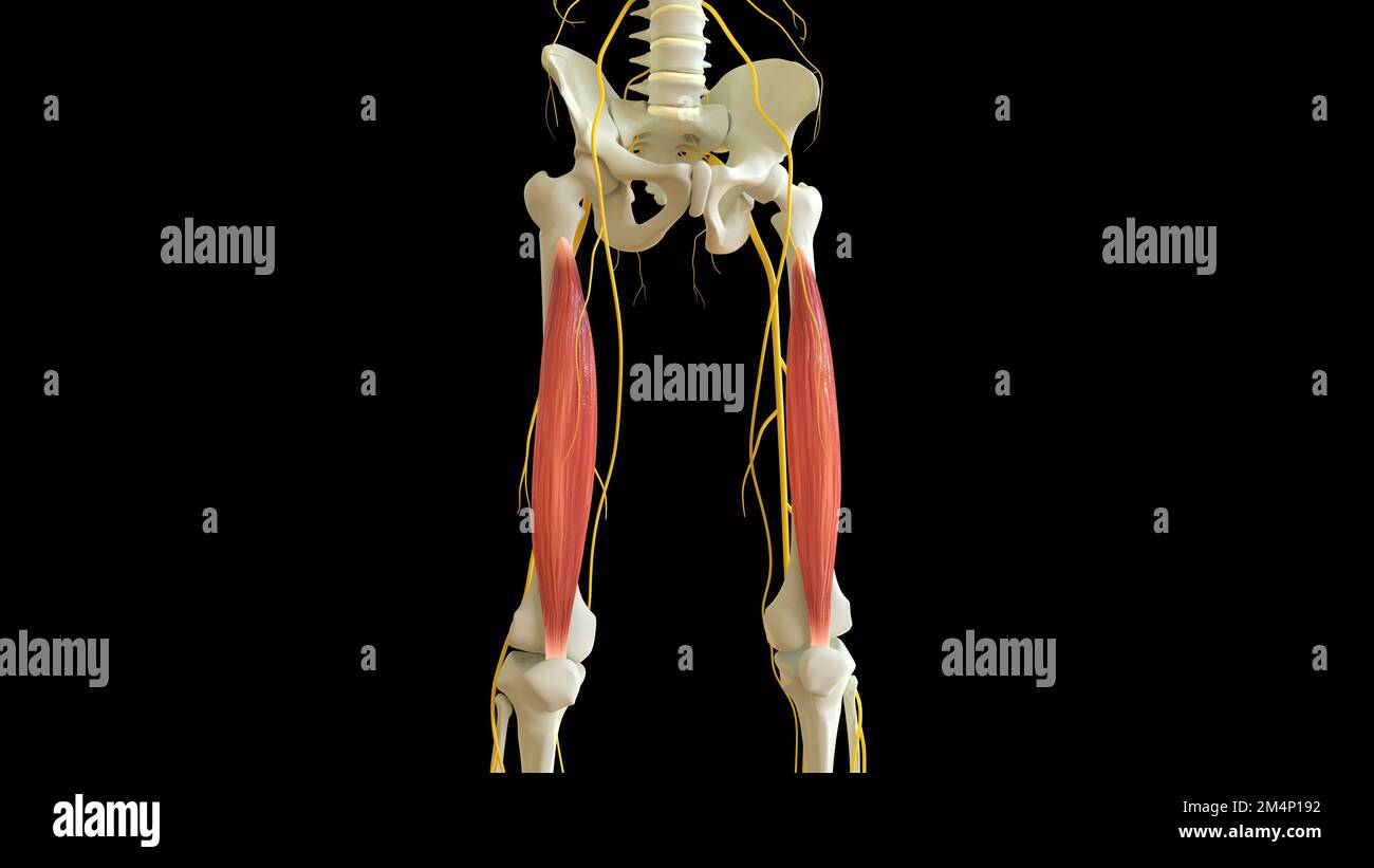 Vastus intermedius anatomia muscolare per l'illustrazione del concetto medico 3D Foto Stock