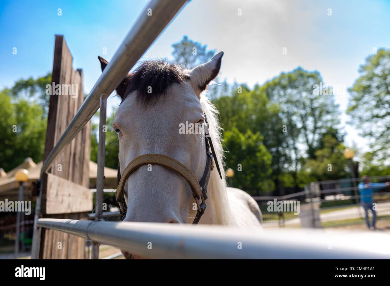 Un bel cavallo bianco con occhi di colore cielo. Foto Stock