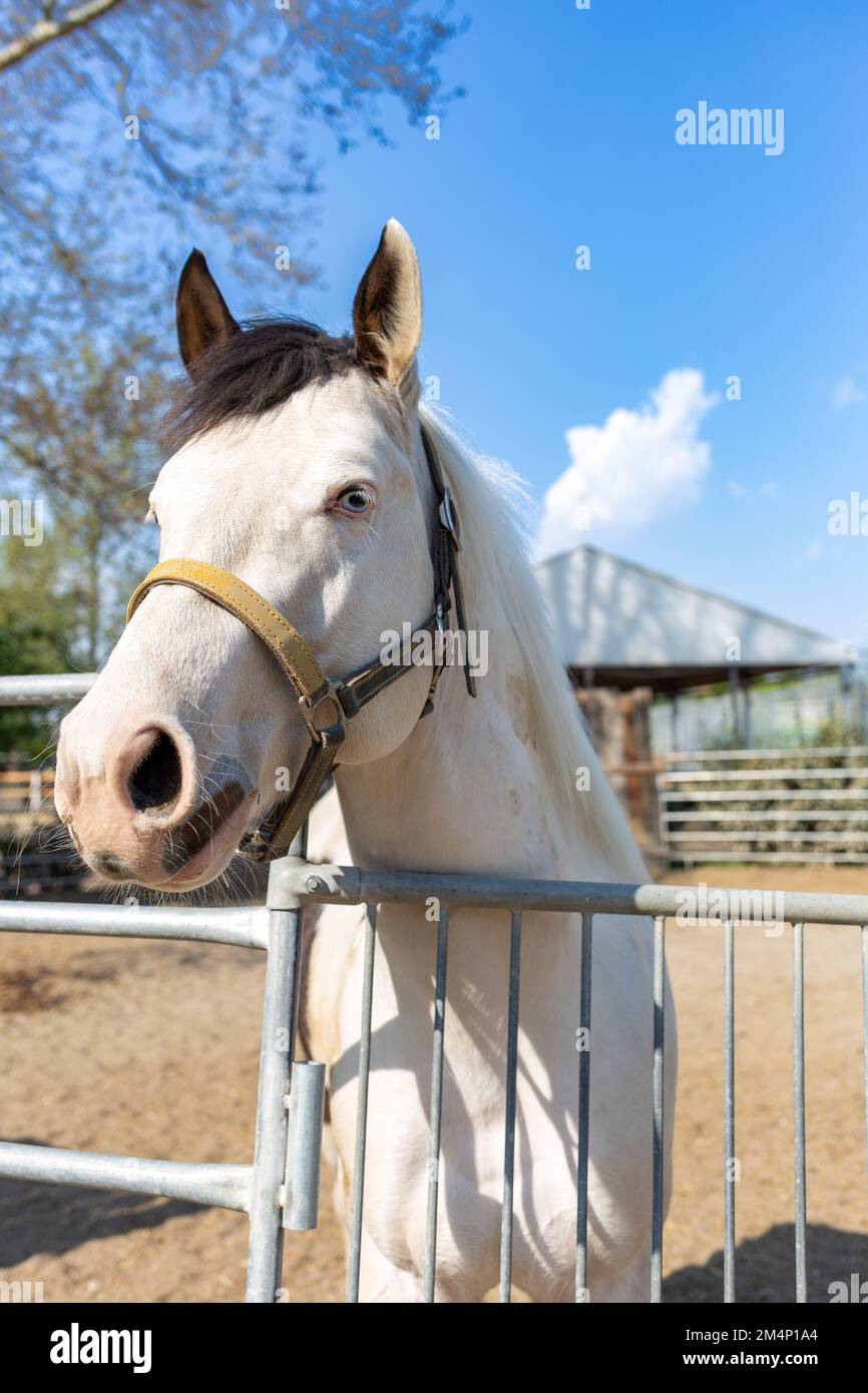 Un bel cavallo bianco con occhi di colore cielo. Foto Stock