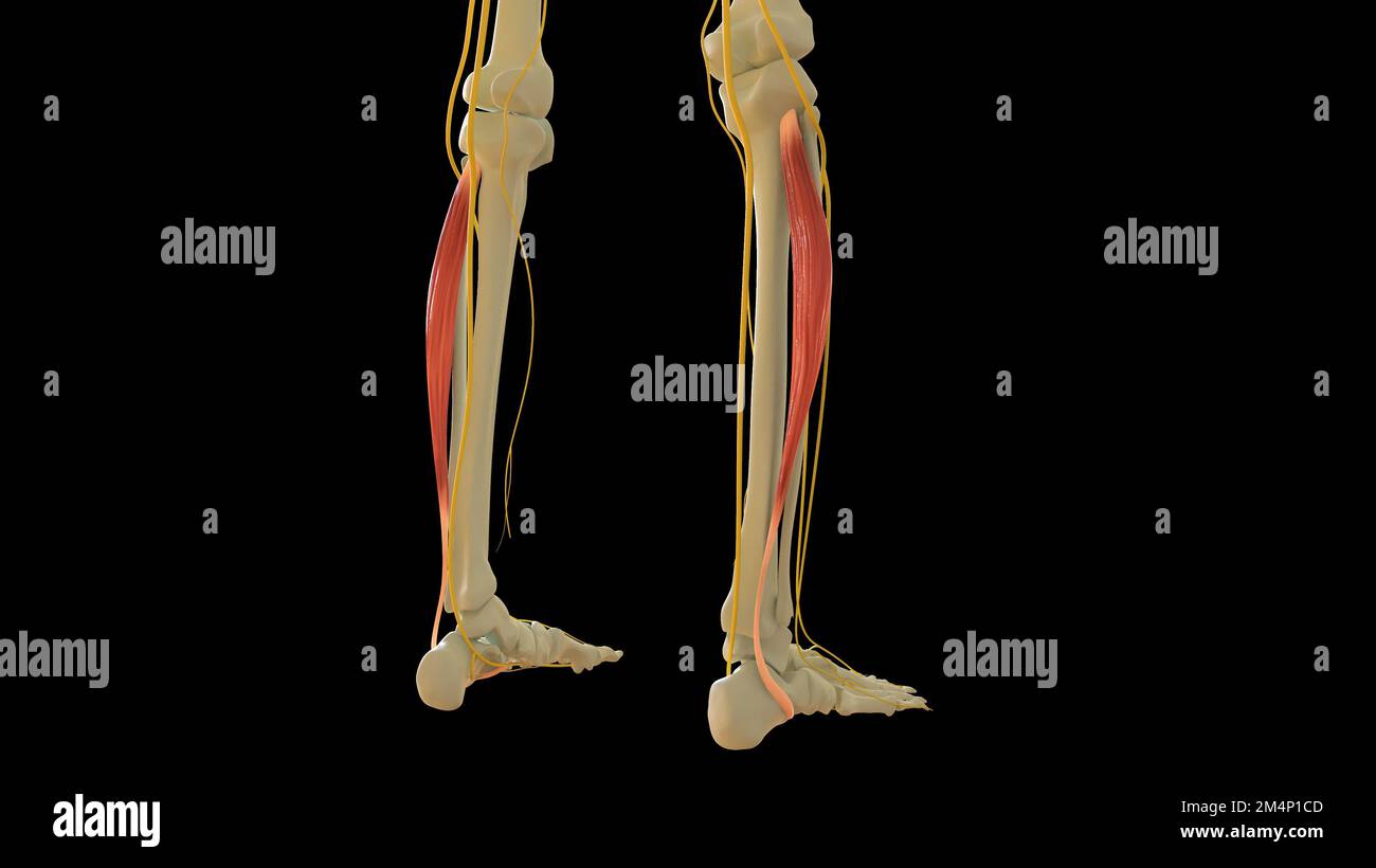 Peroneus longus anatomia muscolare per concetto medico 3D illustrazione Foto Stock