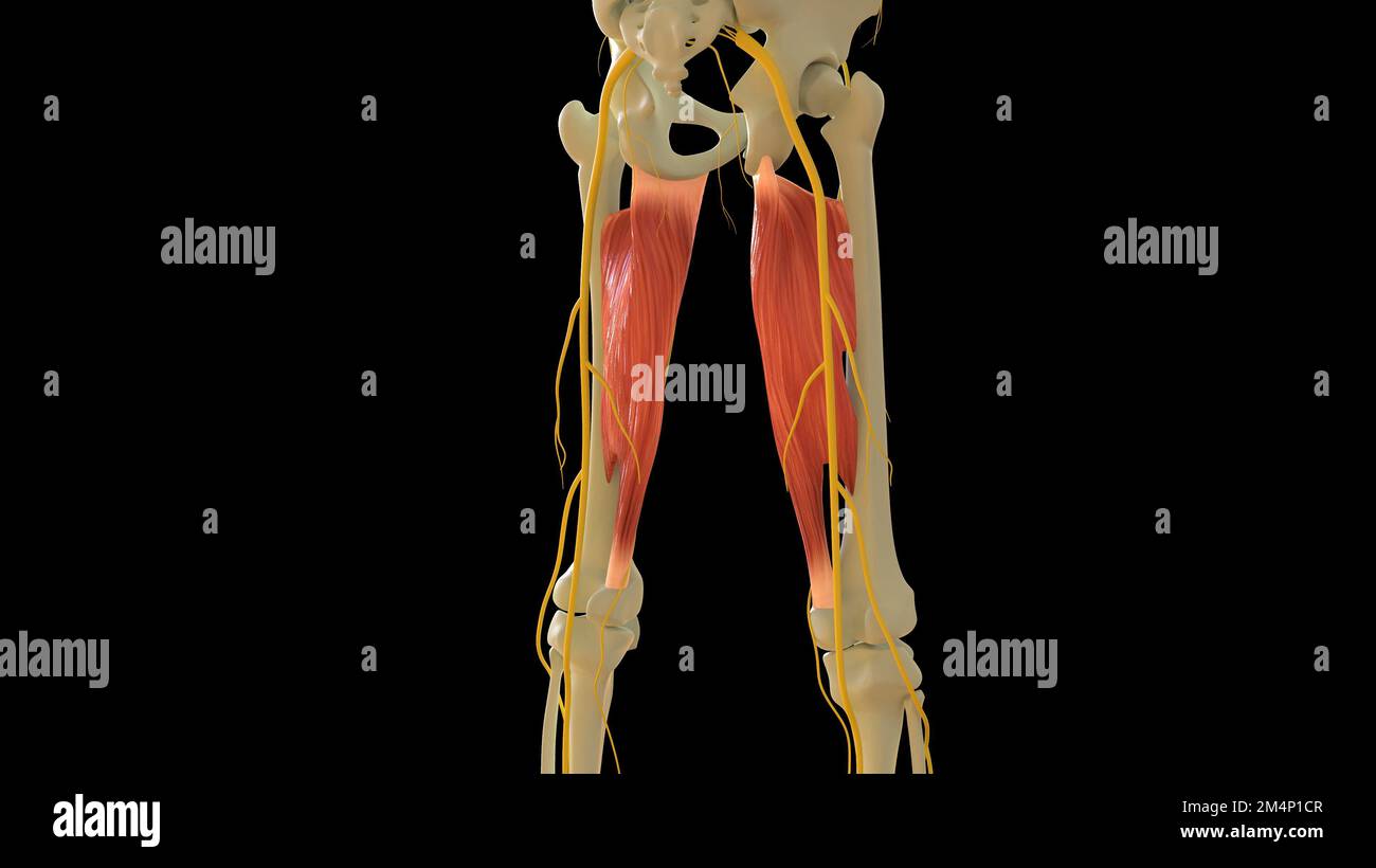 Adductor Magnus anatomia muscolare per il concetto medico 3D illustrazione Foto Stock