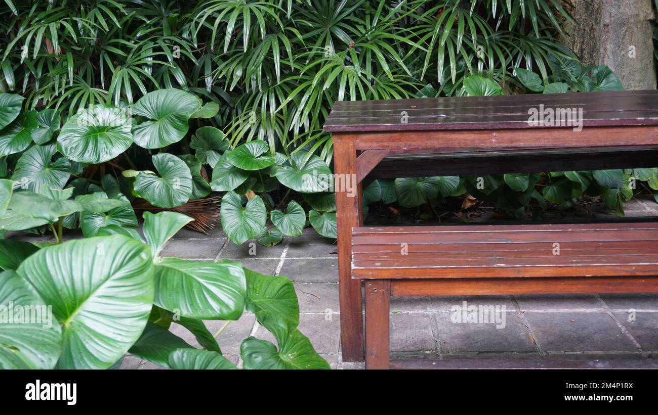 Panchine da giardino, tavoli e sedie in legno immersi nel verde fresco. Ambiente tranquillo e di pace Foto Stock Panchine da giardino, tavoli e sedie in legno immersi nel verde fresco. Ambiente tranquillo e di pace Foto Stock