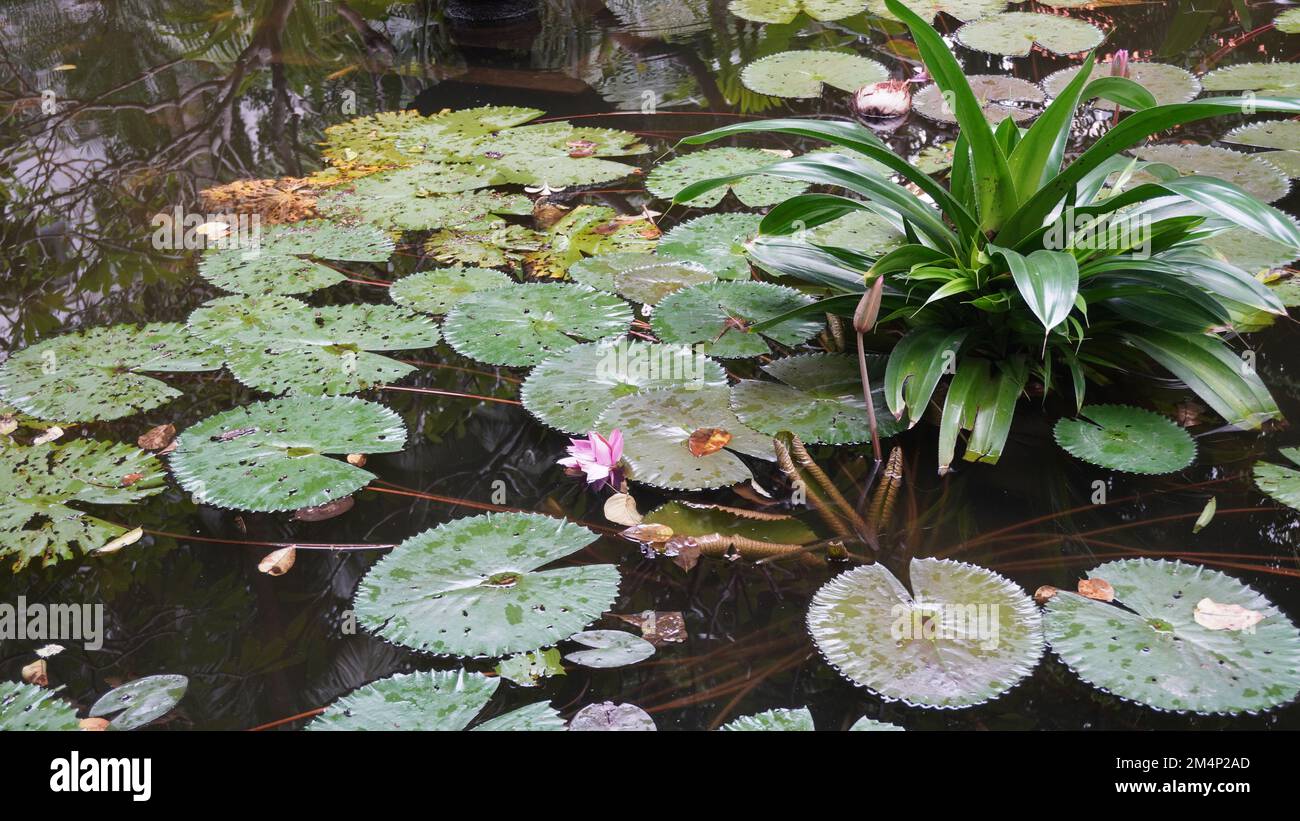 Laghetto di pesci con piante di giglio di loto in un parco giardino pubblico Foto Stock Laghetto di pesci con piante di giglio di loto in un parco giardino pubblico Foto Stock
