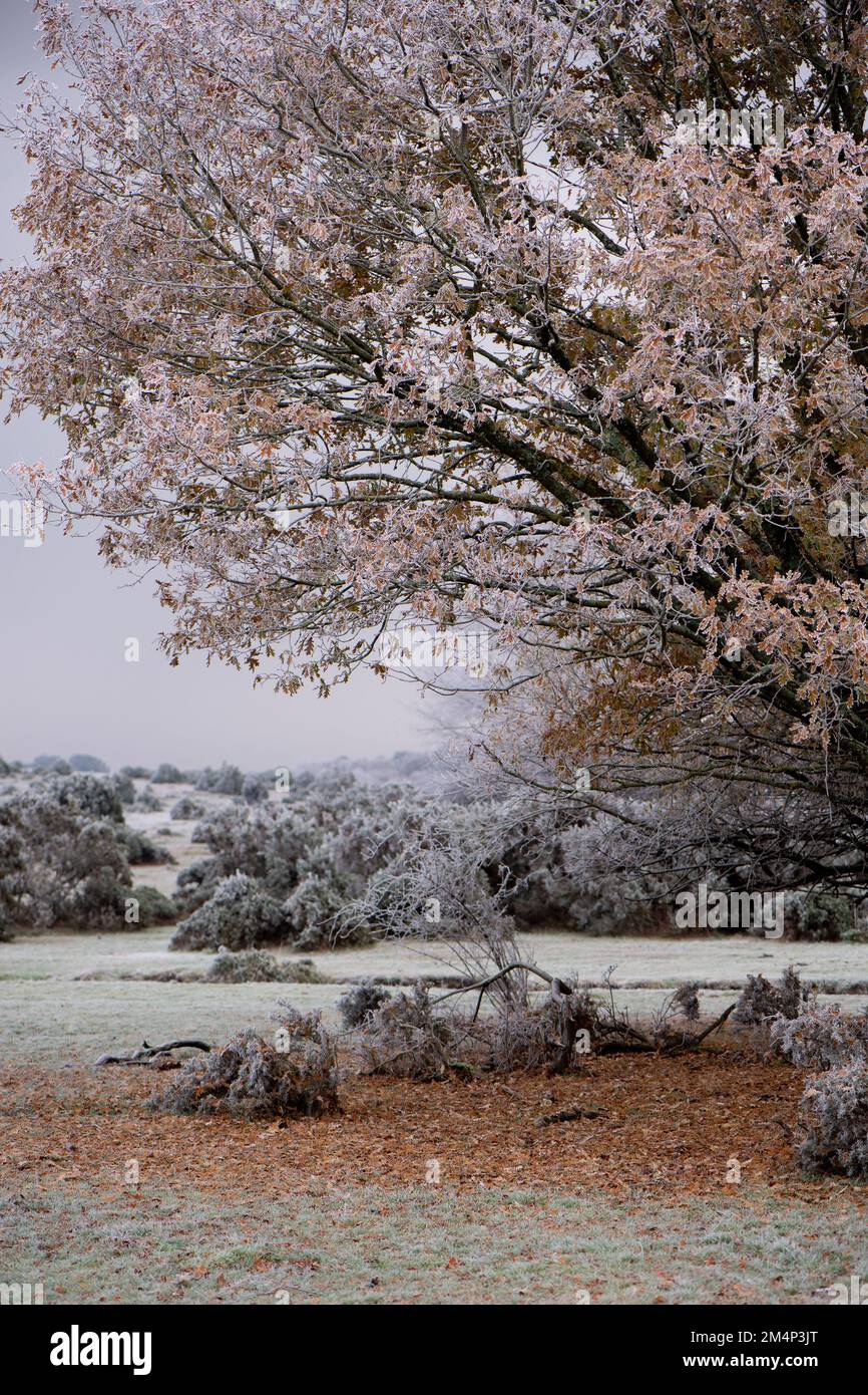 Un albero di quercia congelato in una scena invernale con le sue foglie arancioni caduto sul pavimento. Meteo nel Regno Unito Foto Stock
