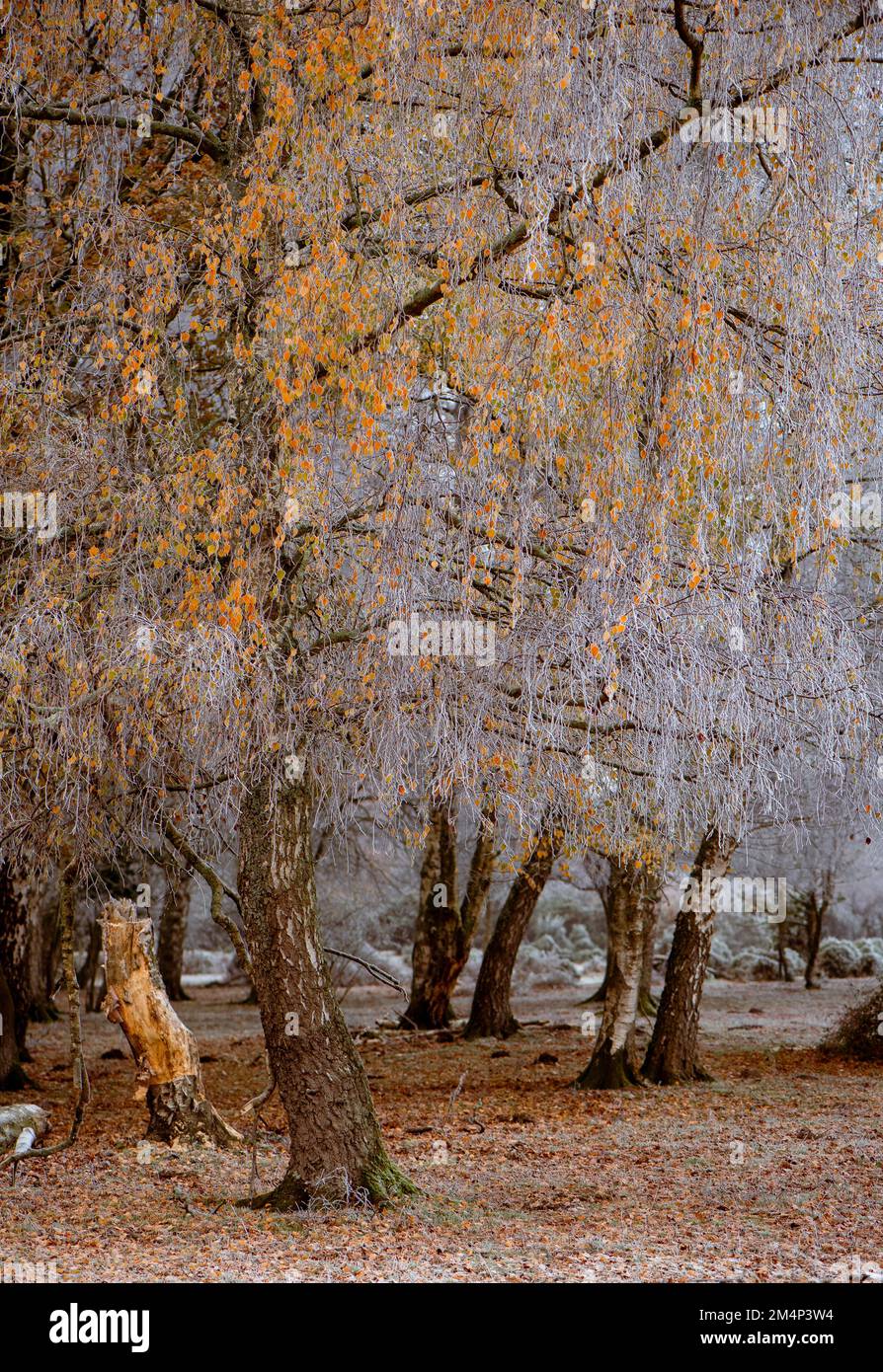 Alberi di betulla d'argento congelati con alcune foglie dorate ancora attaccate ai rami bianchi dalla caduta autunnale contro il fondo di brina bianco. Foto Stock
