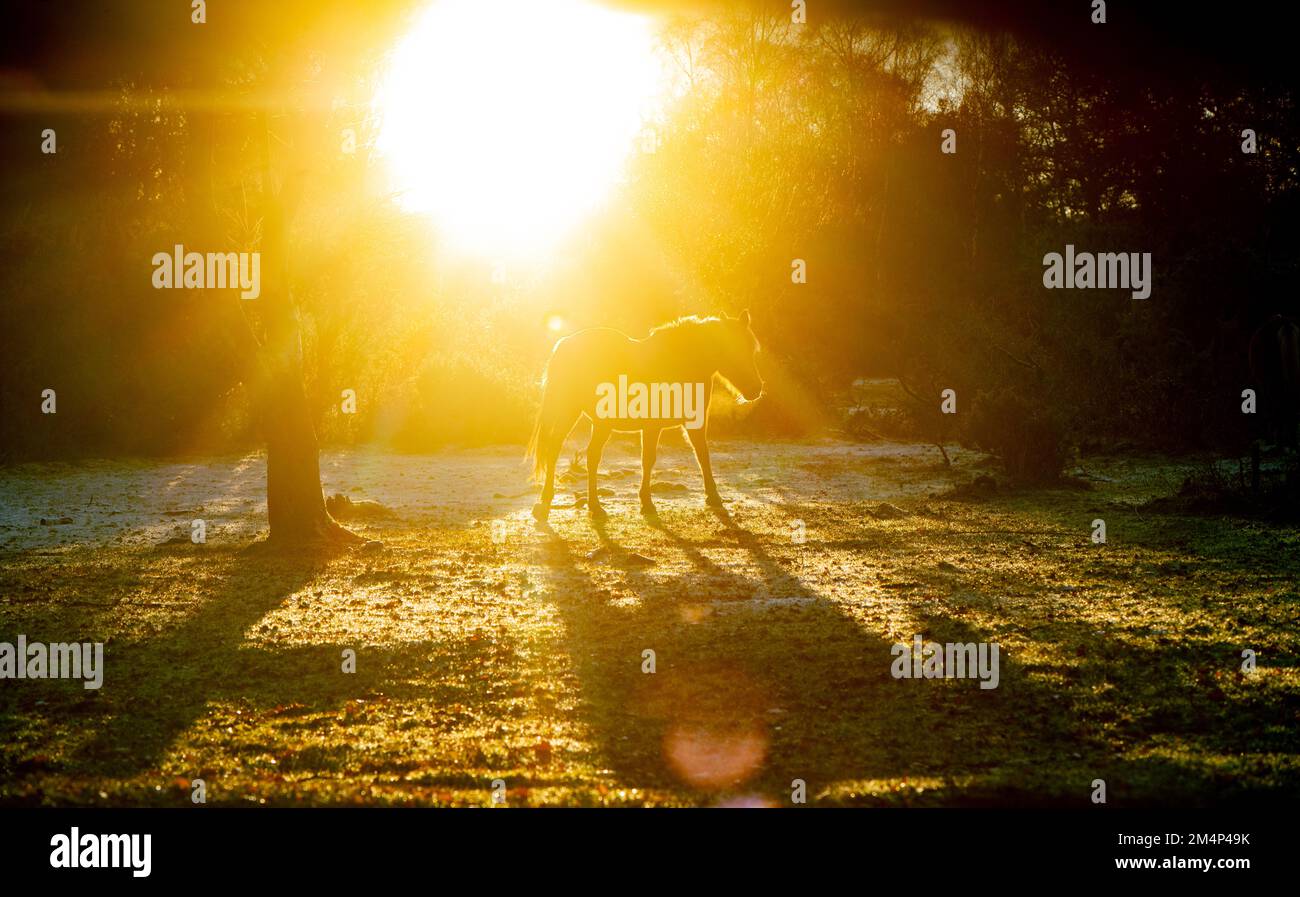 Un bellissimo tramonto color arancio profondo e misterico con un pony della New Forest con una forte retroilluminazione per terminare una giornata gelida e fredda. Set di 5 immagini Foto Stock