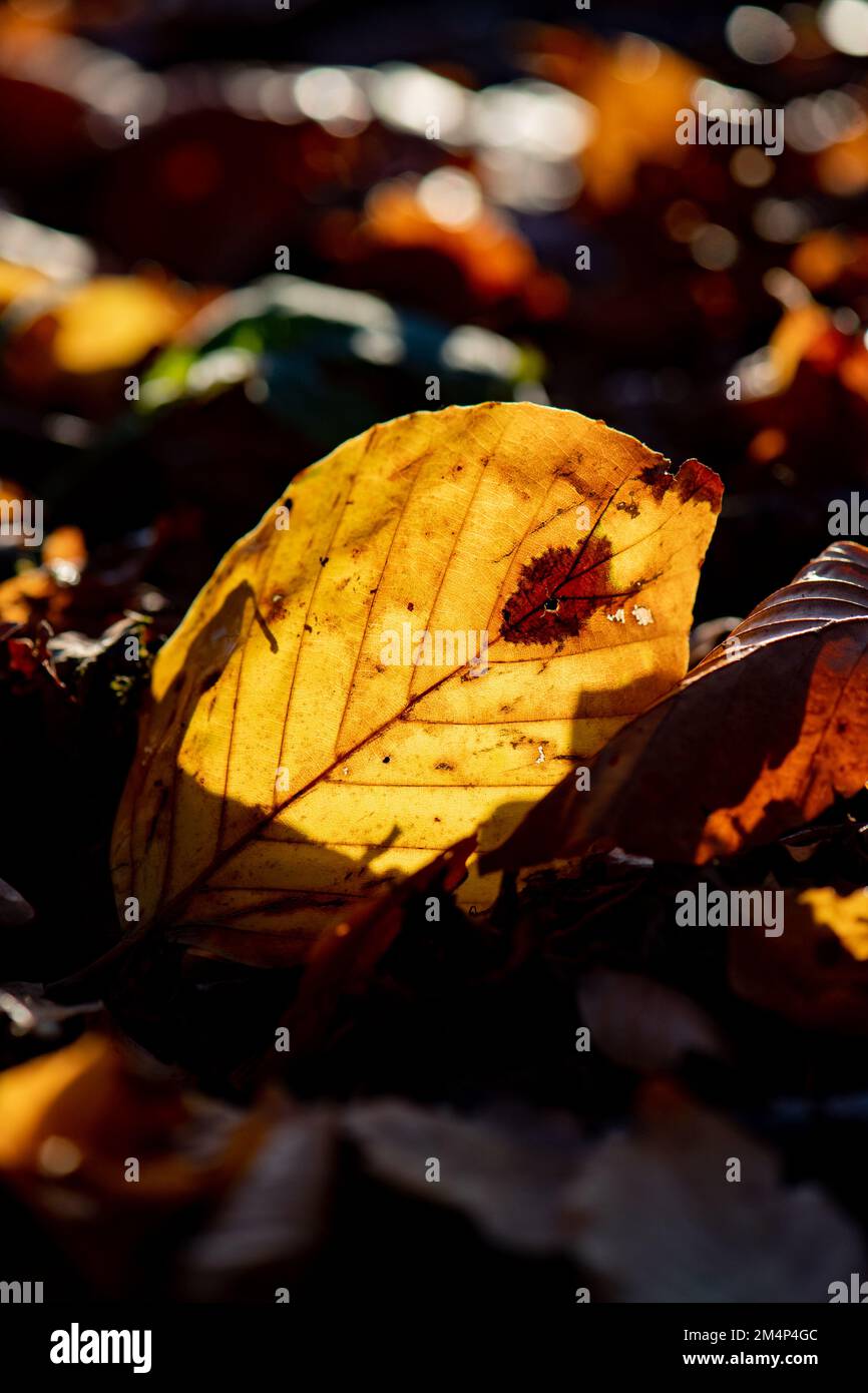 Primo piano di una foglia autunnale giace sul pavimento della foresta con luce che passa attraverso la struttura delle foglie. Foto Stock