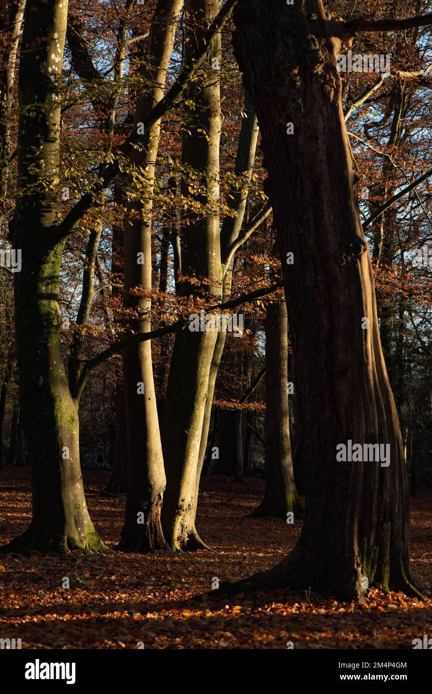 Una scena autunnale della foresta con grandi alberi e un pavimento di foresta coperto di foglie evidenziato con il sole di tramonto luminoso in una scena di contrasto. Foto Stock