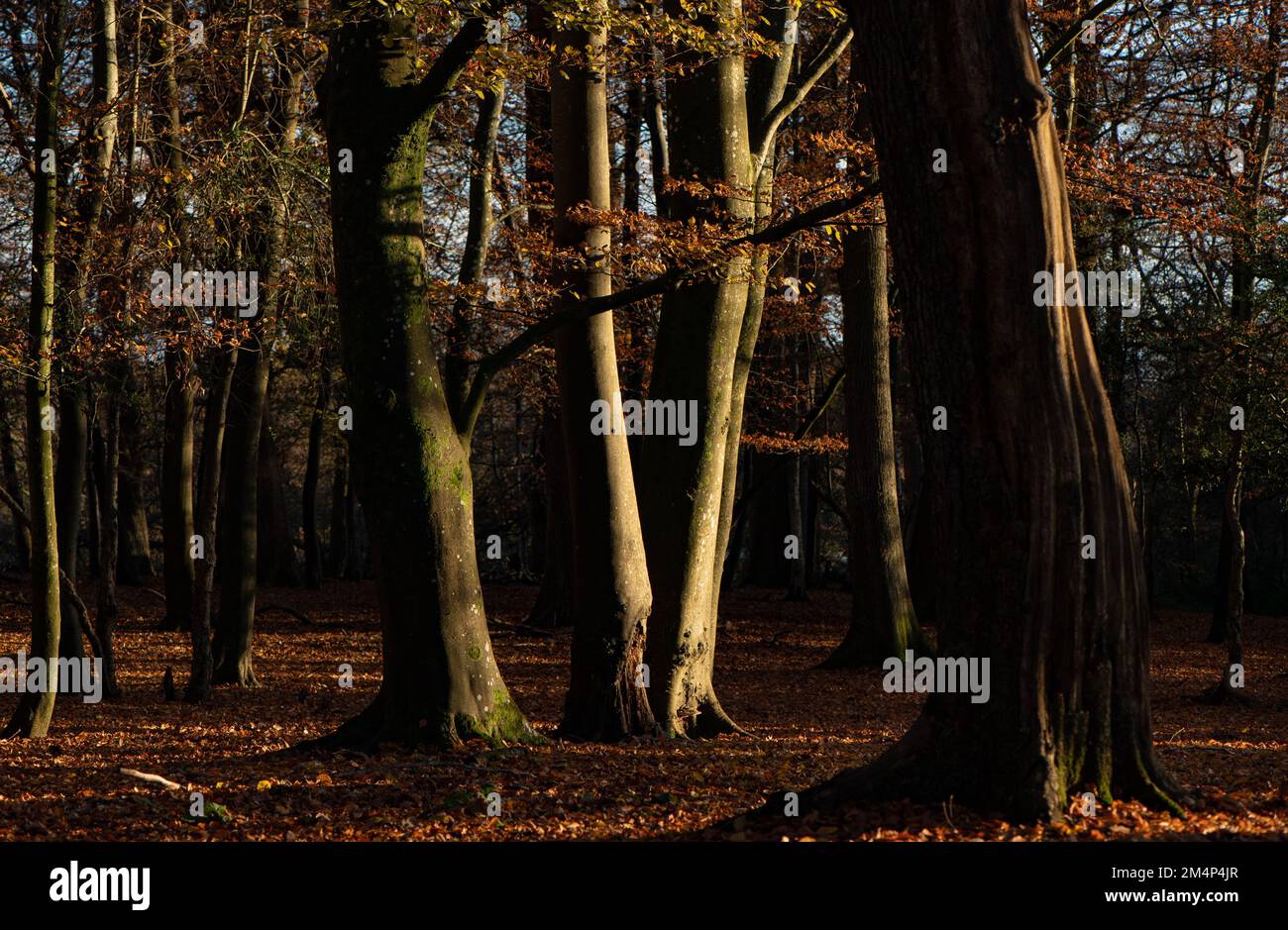 Una scena autunnale della foresta con grandi alberi e un pavimento di foresta coperto di foglie evidenziato con il sole di tramonto luminoso in una scena di contrasto. Foto Stock