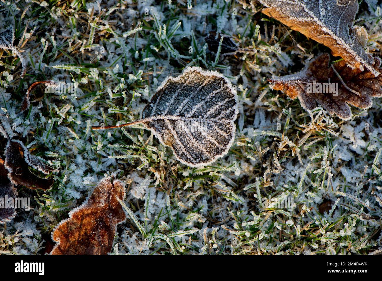 Primo piano della foglia autunnale congelata su fondo di erba ghiacciata che mostra le vene e i dettagli della foglia. Foto Stock