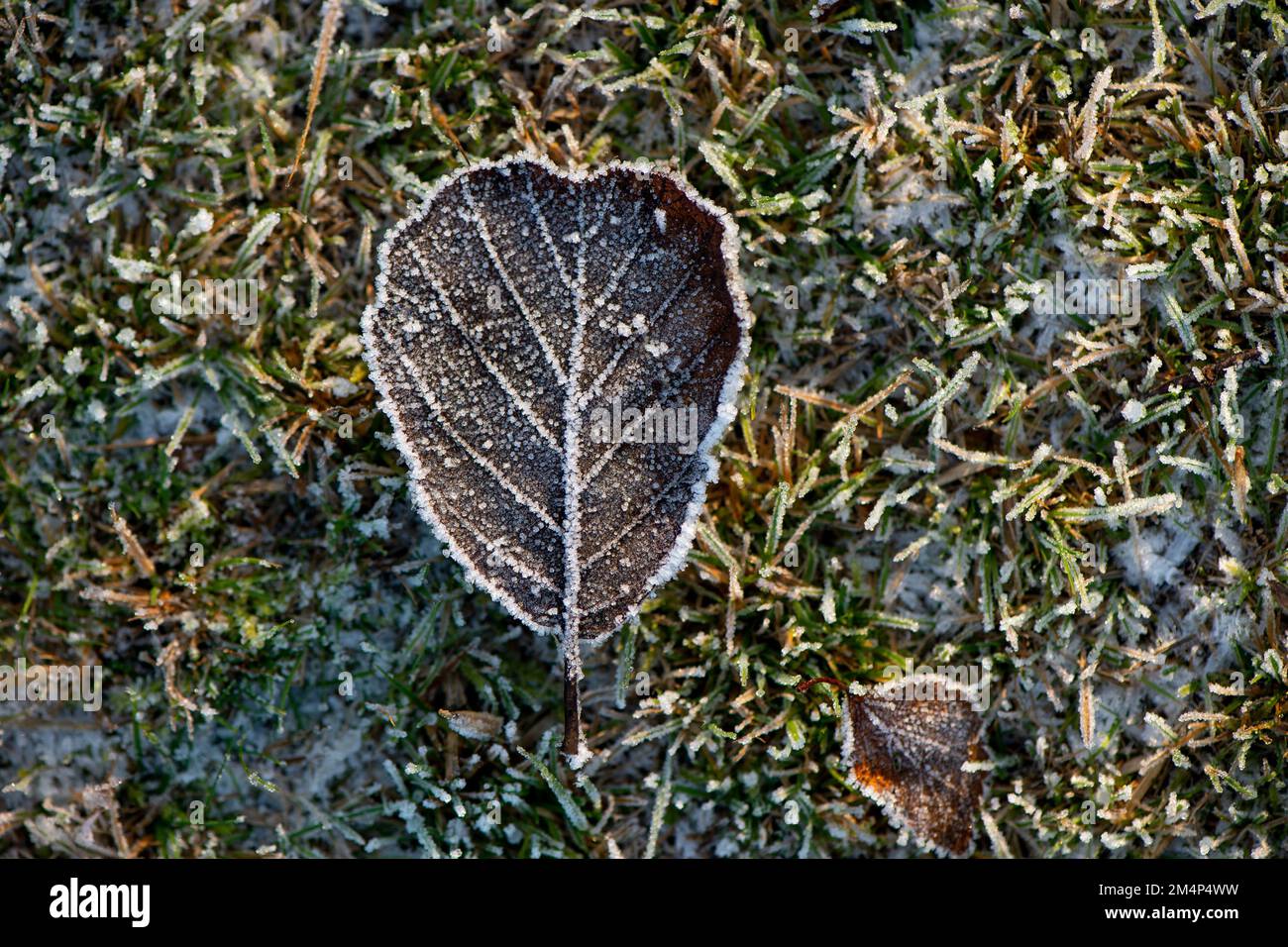 Primo piano della foglia autunnale congelata su fondo di erba ghiacciata che mostra le vene e i dettagli della foglia. Foto Stock