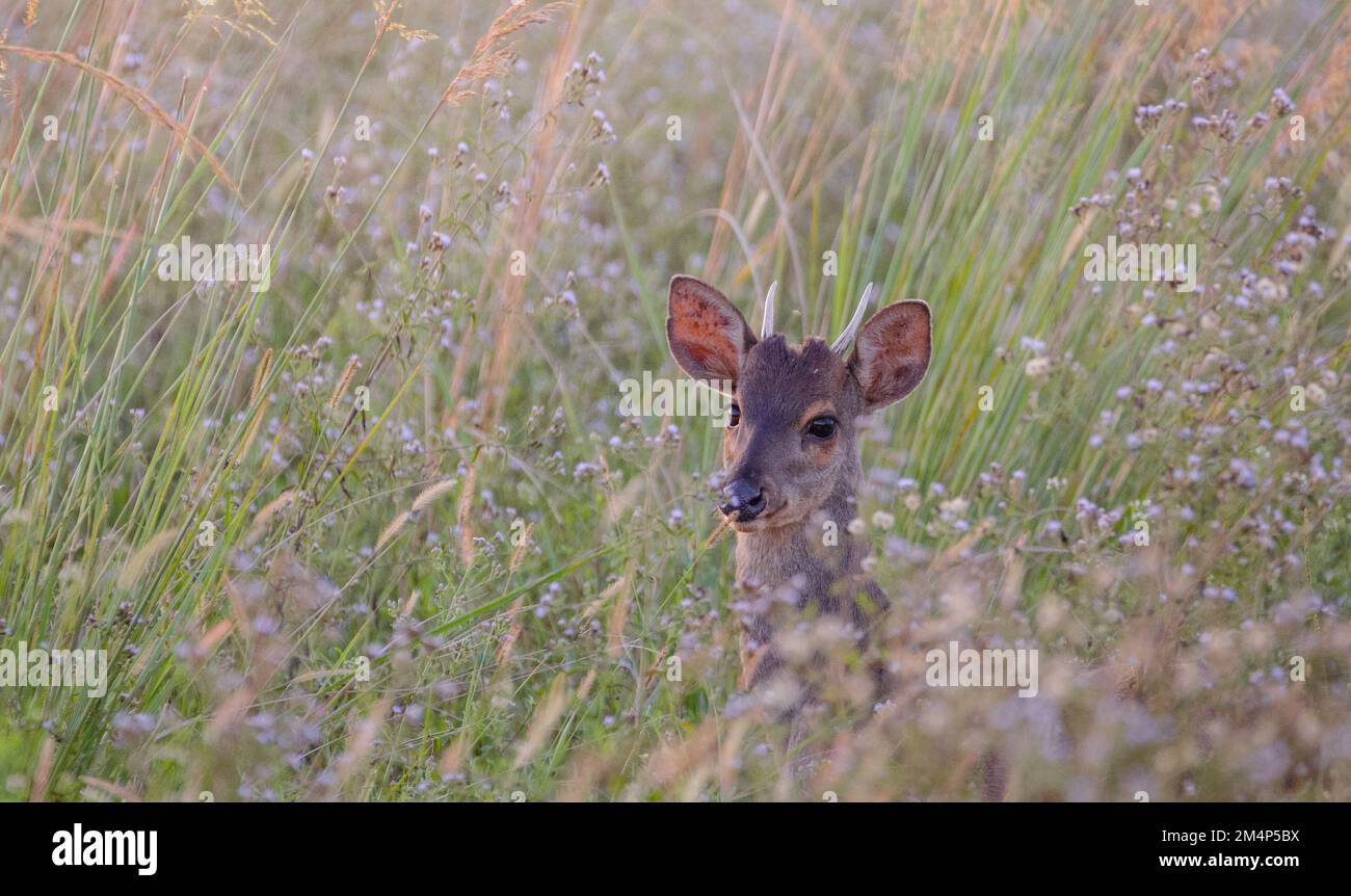 Un selettivo di brocket grigio (Mazama gouazoubira) in erba Foto Stock