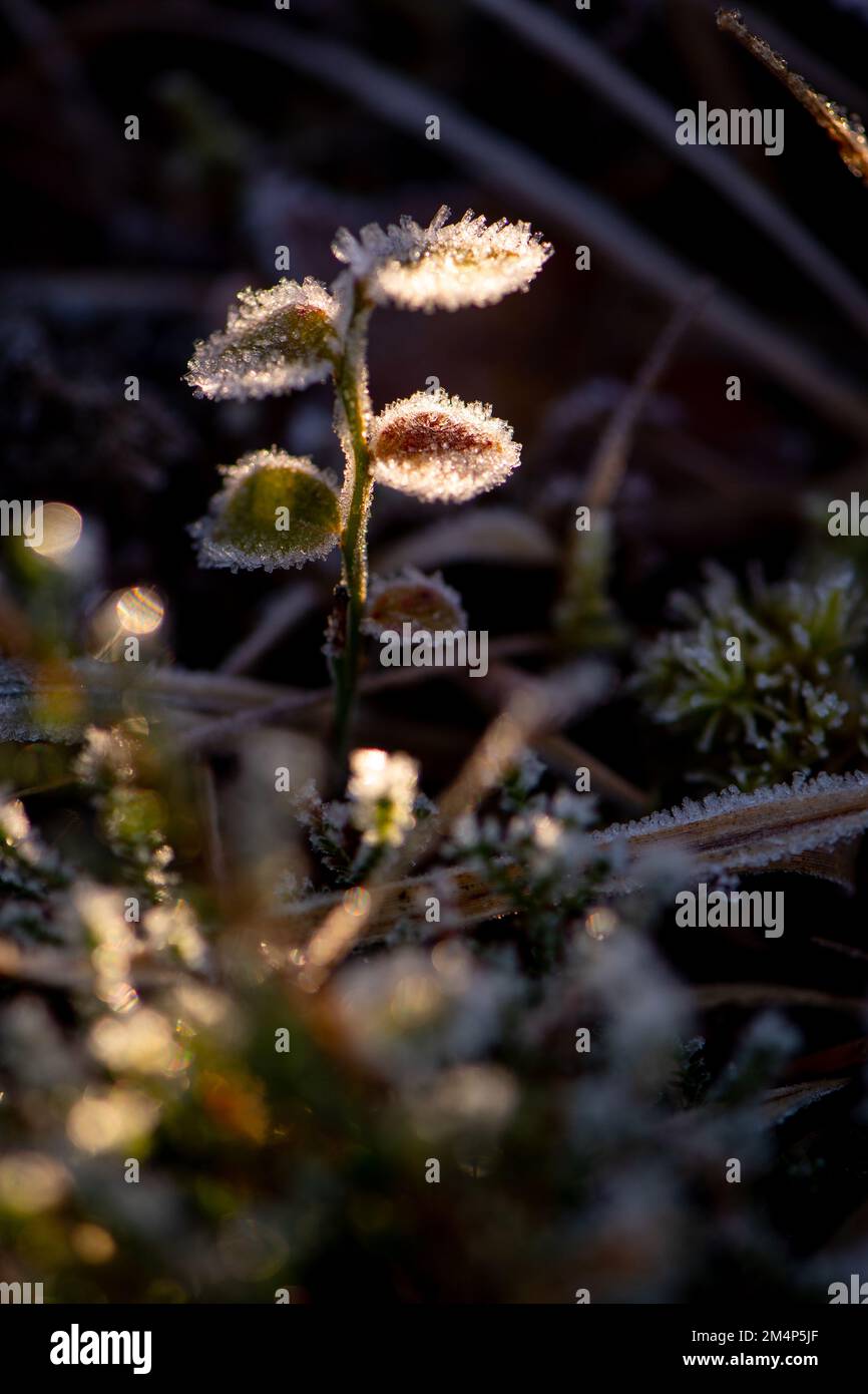 Una pianta giovane e delicata catturata alla luce del sole con cristalli di ghiaccio formati sulle foglie sul pavimento della foresta della Nuova Foresta. Foto Stock