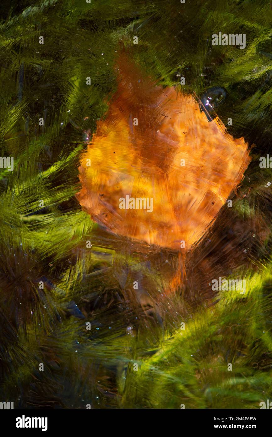 Una singola foglia di betulla arancione catturata sotto il ghiaccio di un ruscello su uno sfondo verde di erba del ruscello. L'immagine assomiglia ad un vecchio dipinto mastro. Foto Stock