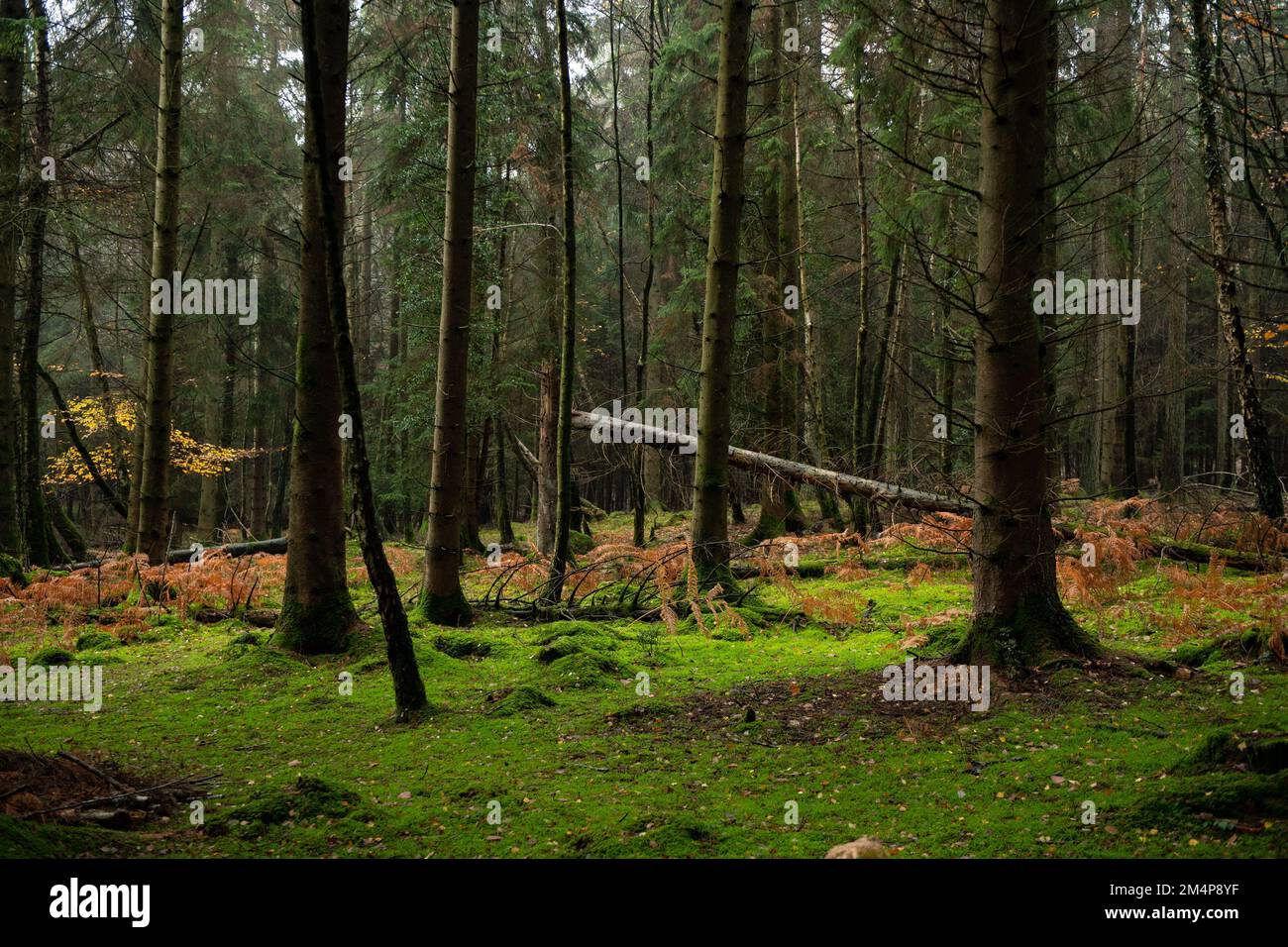 Un verde muschio coperto foresta pavimento tra gli alberi di pino nel New Forest Hampshire Regno Unito a contrasto con il salice arancione autunnale. Foto Stock