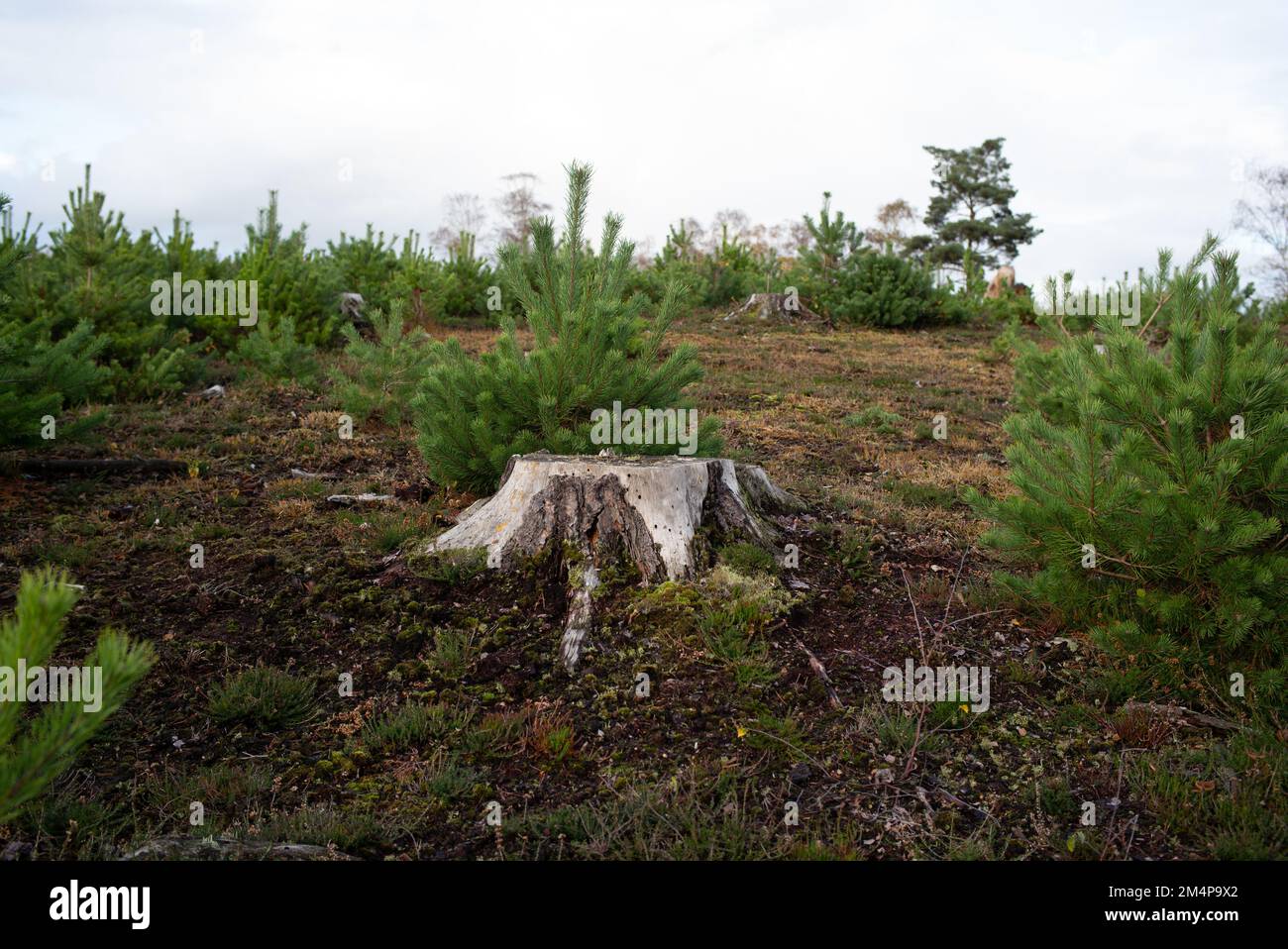 Crescita del nuovo albero intorno al tronco tagliato della precedente deforestazione di gestione forestale nel New Forest Hampshire UK. Ci sono stati 2 anni per raggiungere questo punto Foto Stock