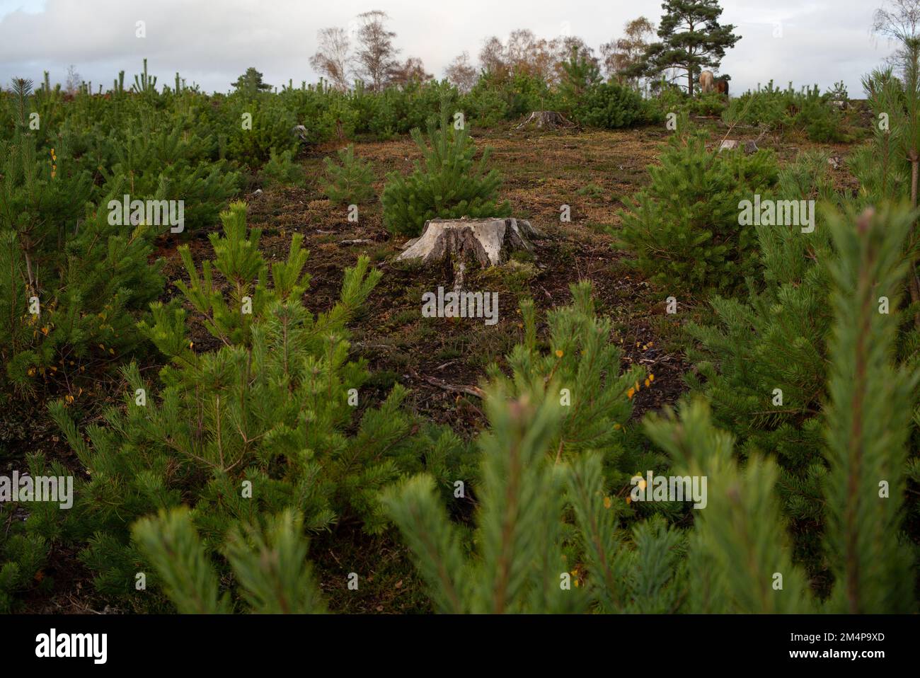 Crescita del nuovo albero intorno al tronco tagliato della precedente deforestazione di gestione forestale nel New Forest Hampshire UK. Ci sono stati 2 anni per raggiungere questo punto Foto Stock