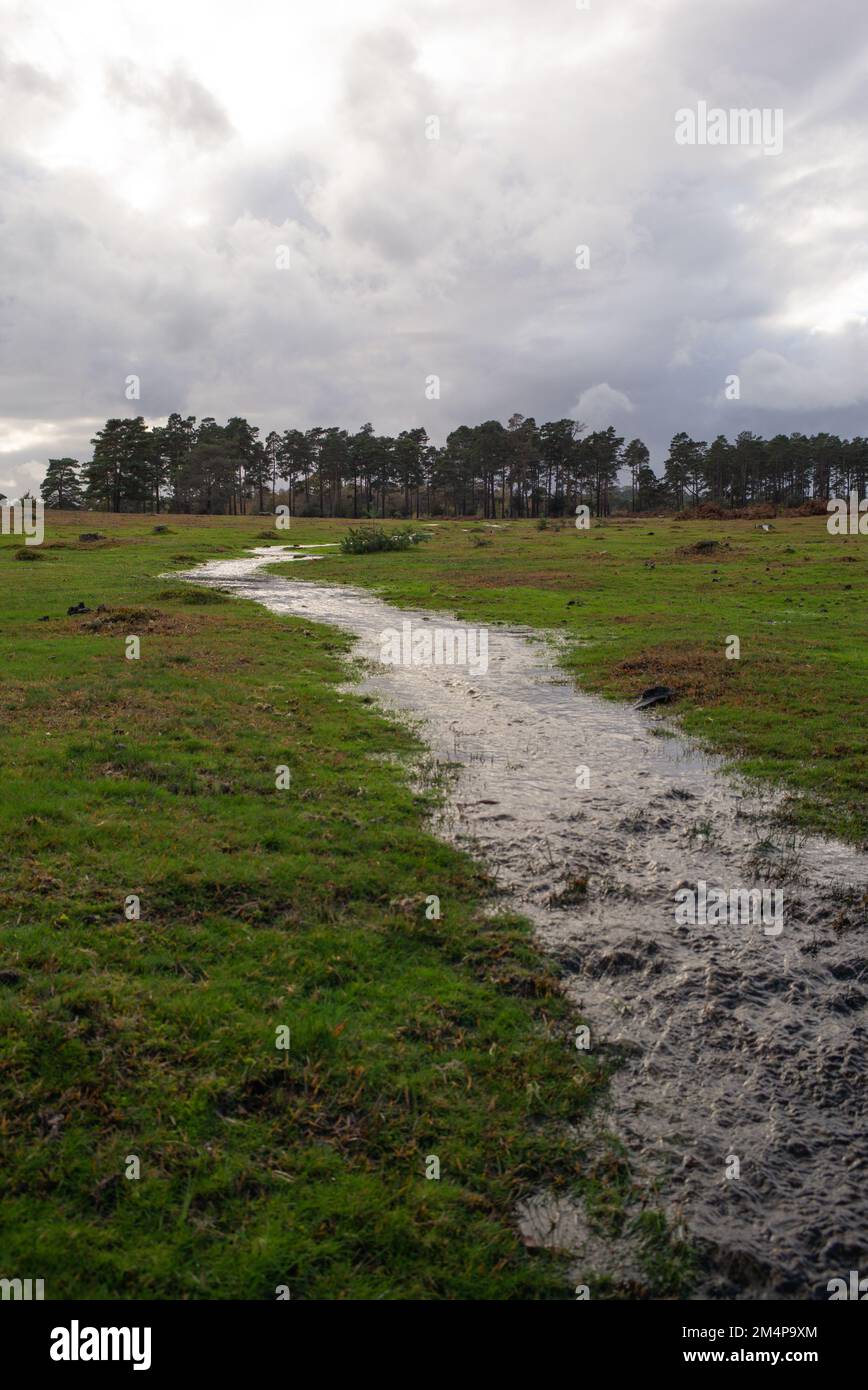Le zone umide della New Forest iniziano a prendere forma mentre la pioggia pesante inizia ad inondare i ruscelli. Foto Stock