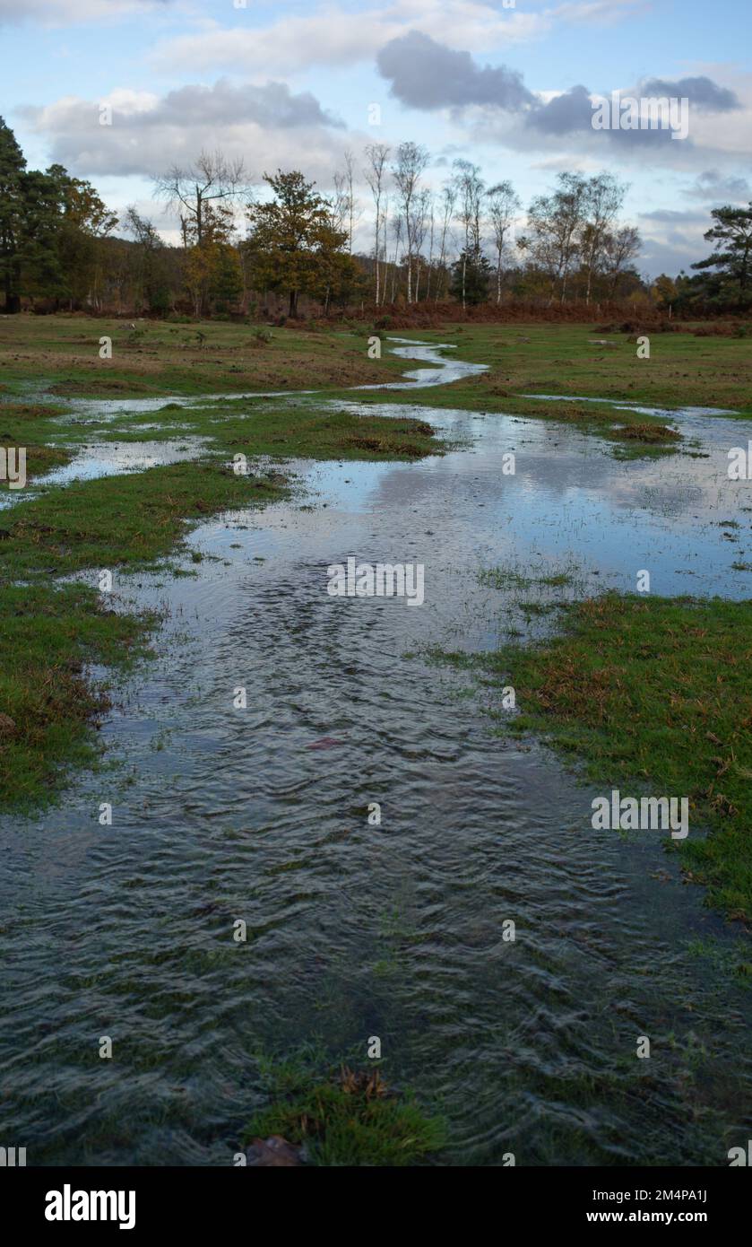 Le zone umide della New Forest iniziano a prendere forma mentre la pioggia pesante inizia ad inondare i ruscelli. Foto Stock