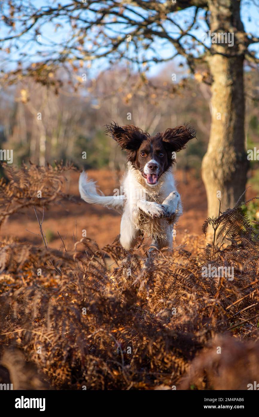 Uno spaniel Springer inglese che salta sopra il bracken bruno in cerca di preda nel New Forest Hampshire Inghilterra. Foto Stock