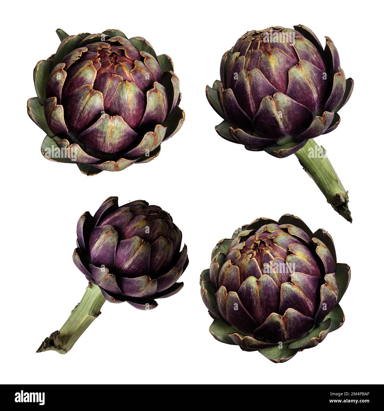 Carciofi set fresco violetto piante vegetali ritaglio primo piano, cibo crudo dieta biologica concetto, clipping percorso Foto Stock