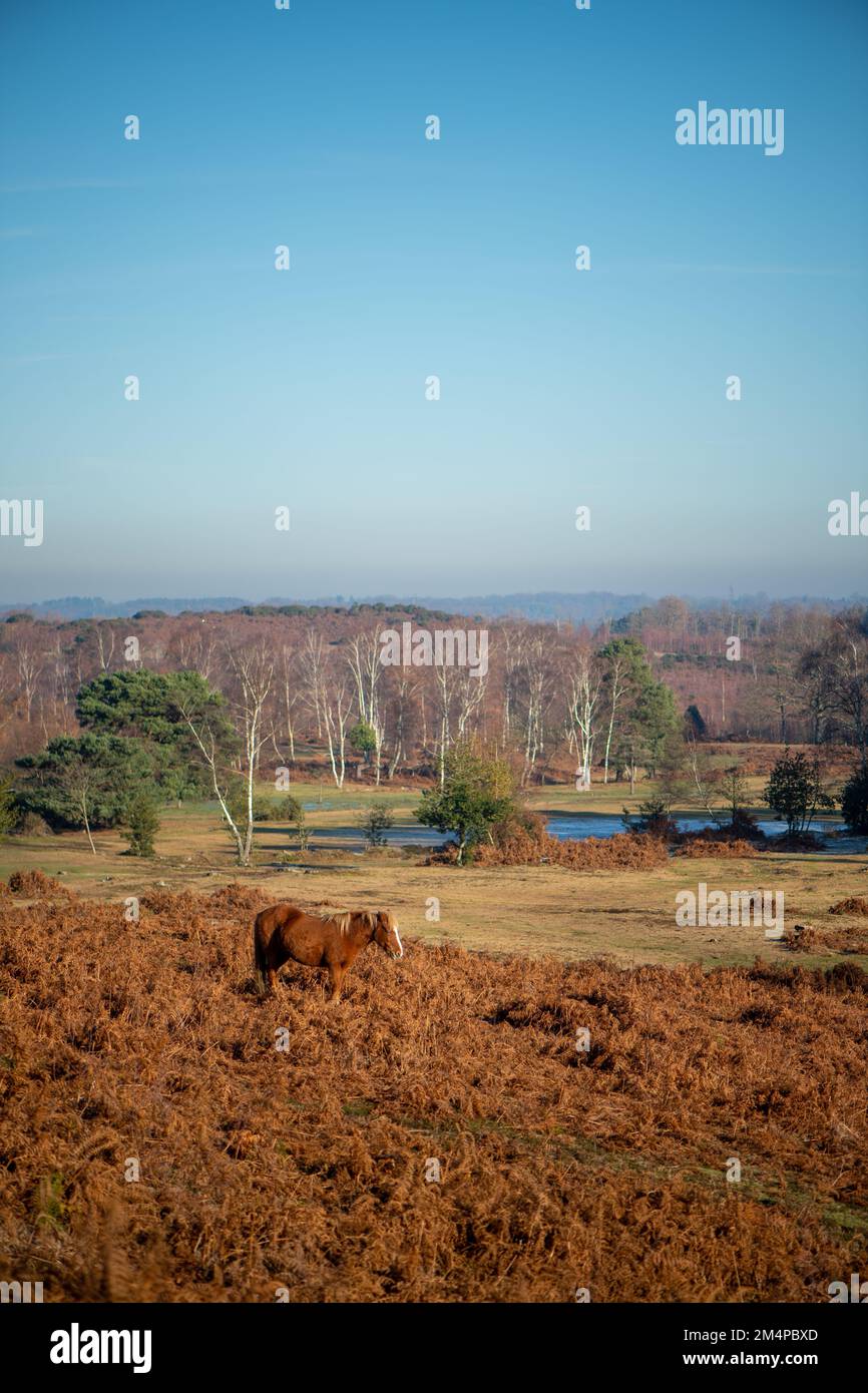 Un cavallo bruno si trova tra i bracken autunnali bruni che prendono il sole per mantenere caldo su un inverno gelido mattina. Foto Stock