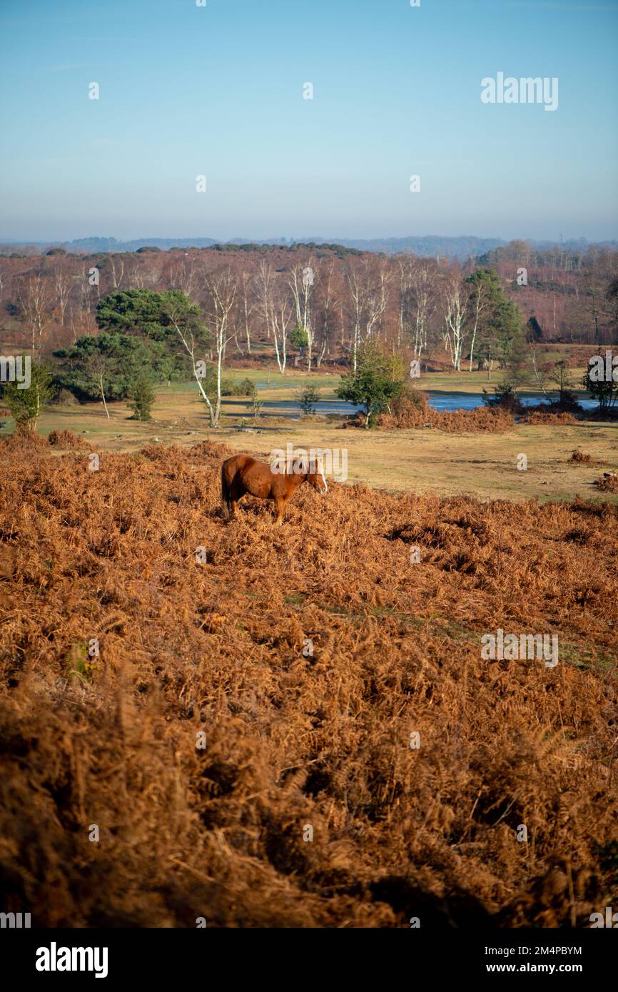 Un cavallo bruno si trova tra i bracken autunnali bruni che prendono il sole per mantenere caldo su un inverno gelido mattina. Foto Stock