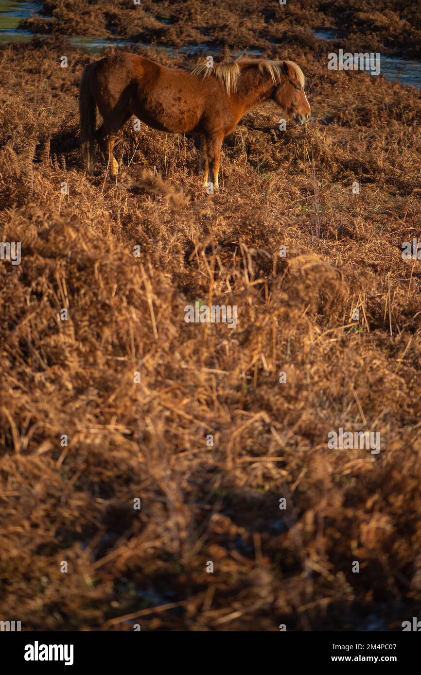 Un cavallo bruno si trova tra i bracken autunnali bruni che prendono il sole per mantenere caldo su un inverno gelido mattina. Foto Stock