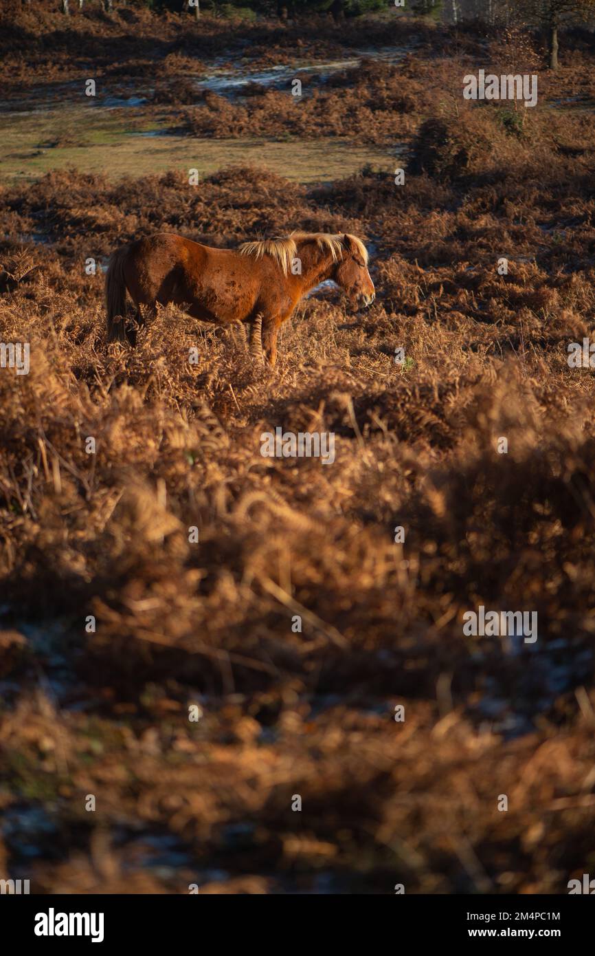 Un cavallo bruno si trova tra i bracken autunnali bruni che prendono il sole per mantenere caldo su un inverno gelido mattina. Foto Stock